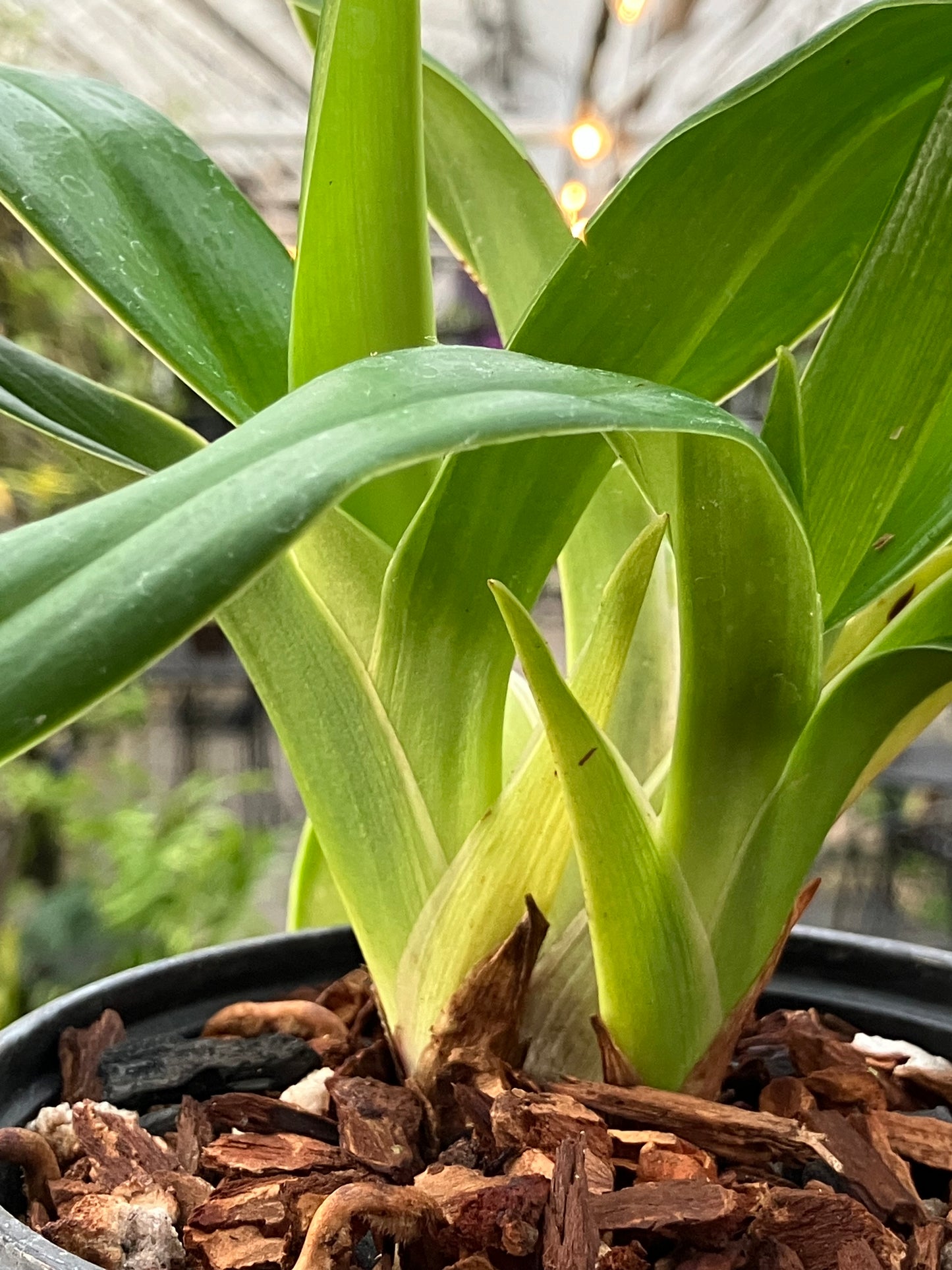 Phragmipedium La Ponterrin