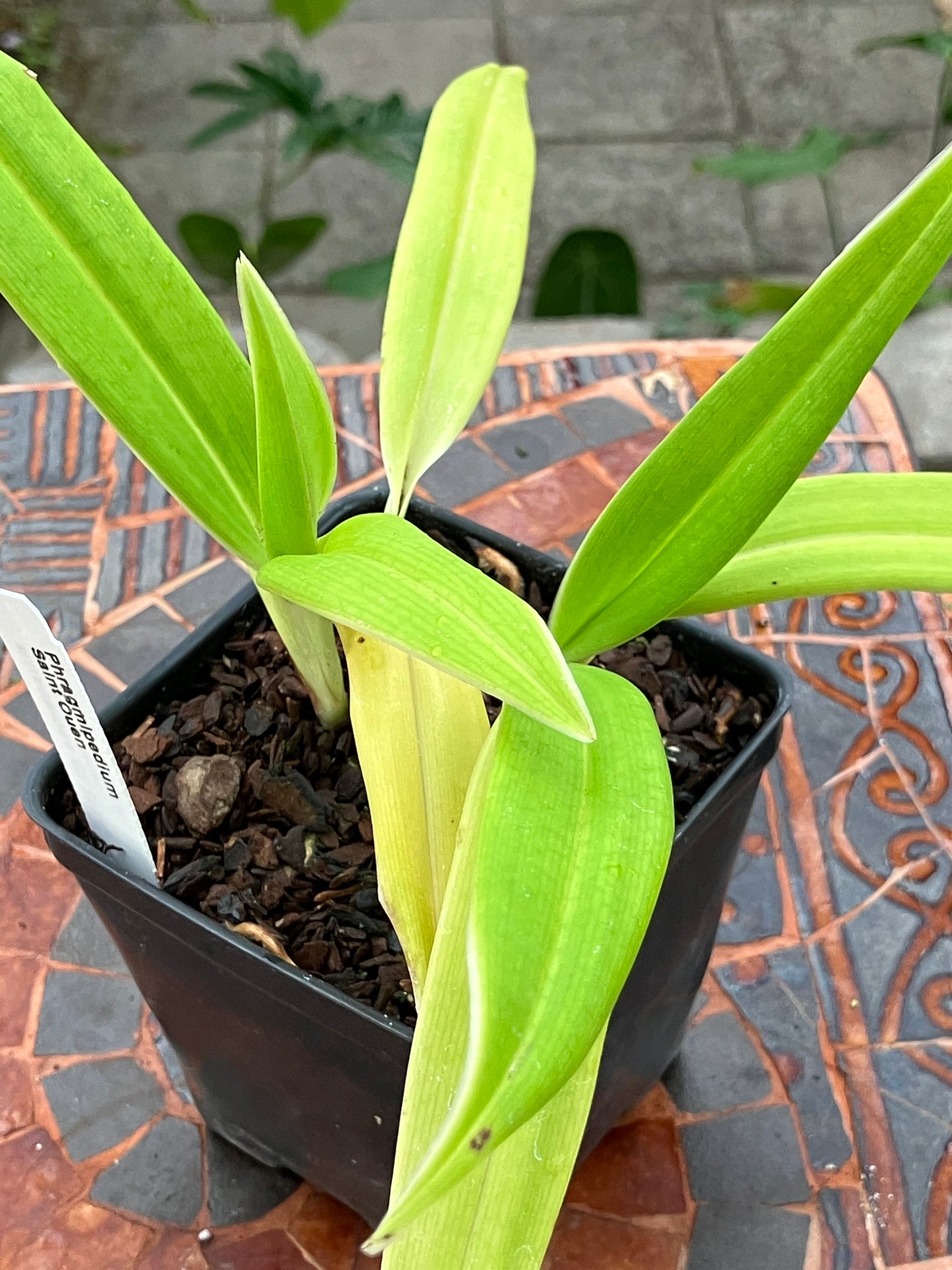 Phragmipedium Saint Ouen