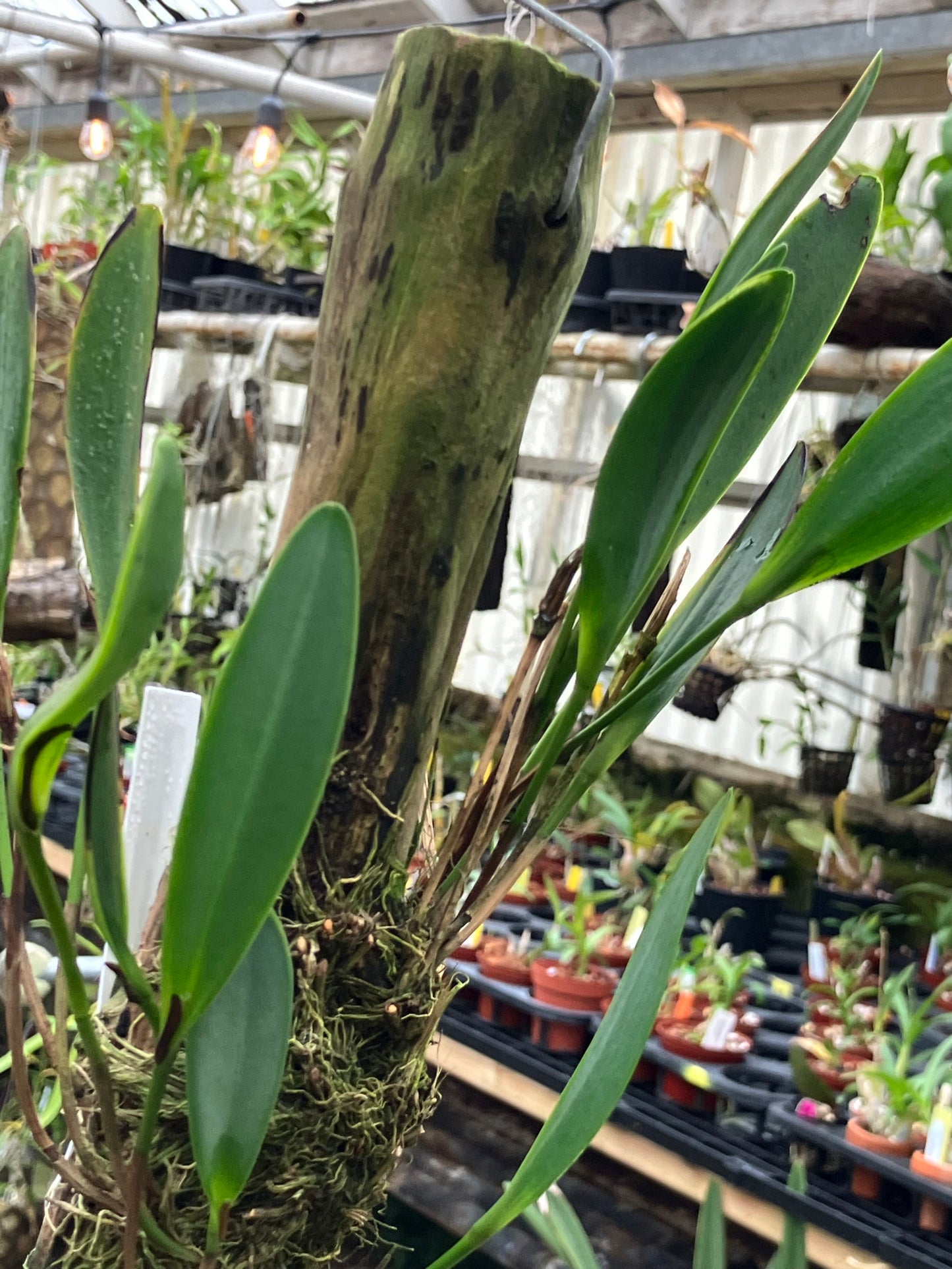 Pleurothallis Medinae