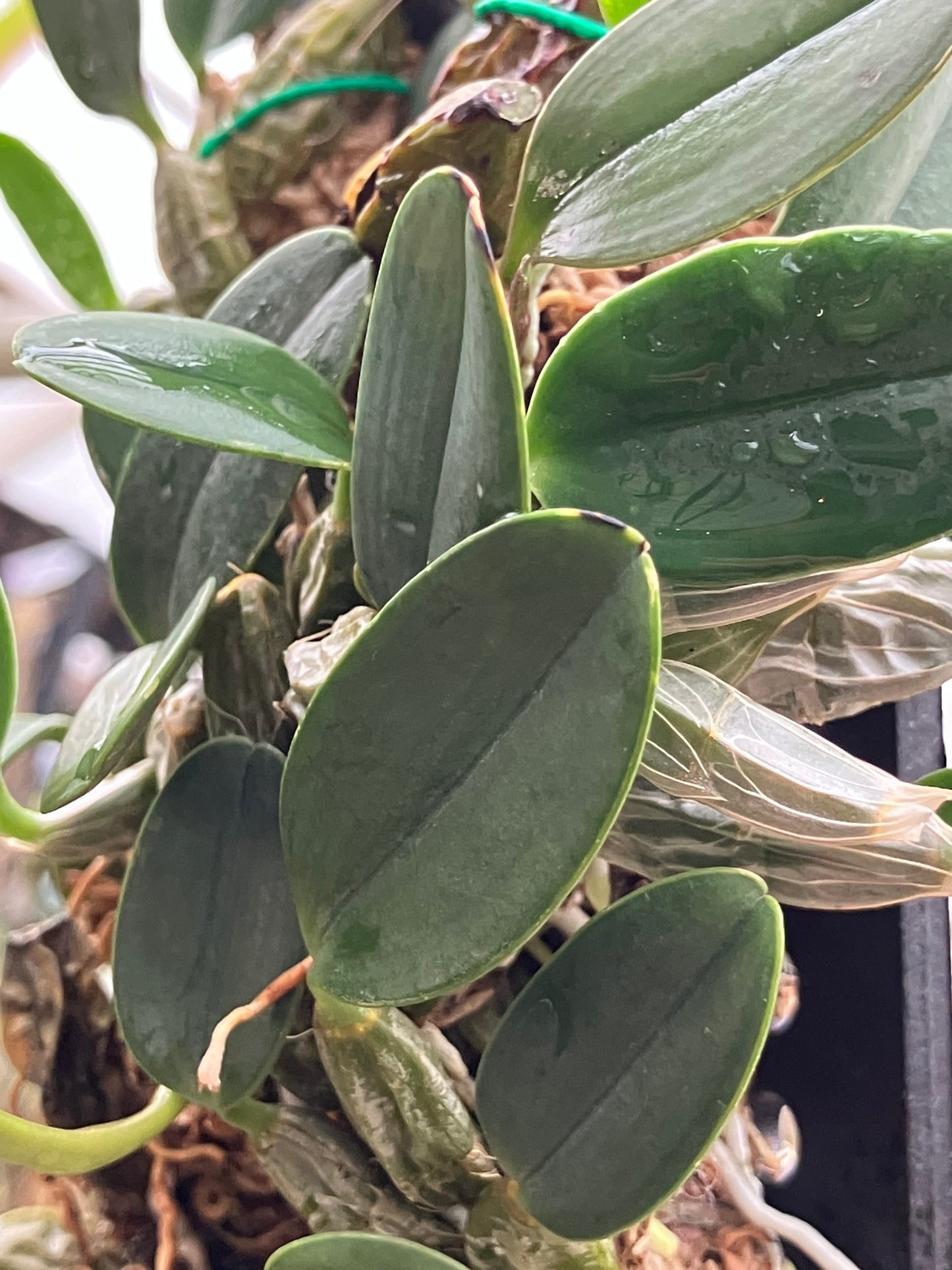 Dendrobium Jenkinsii