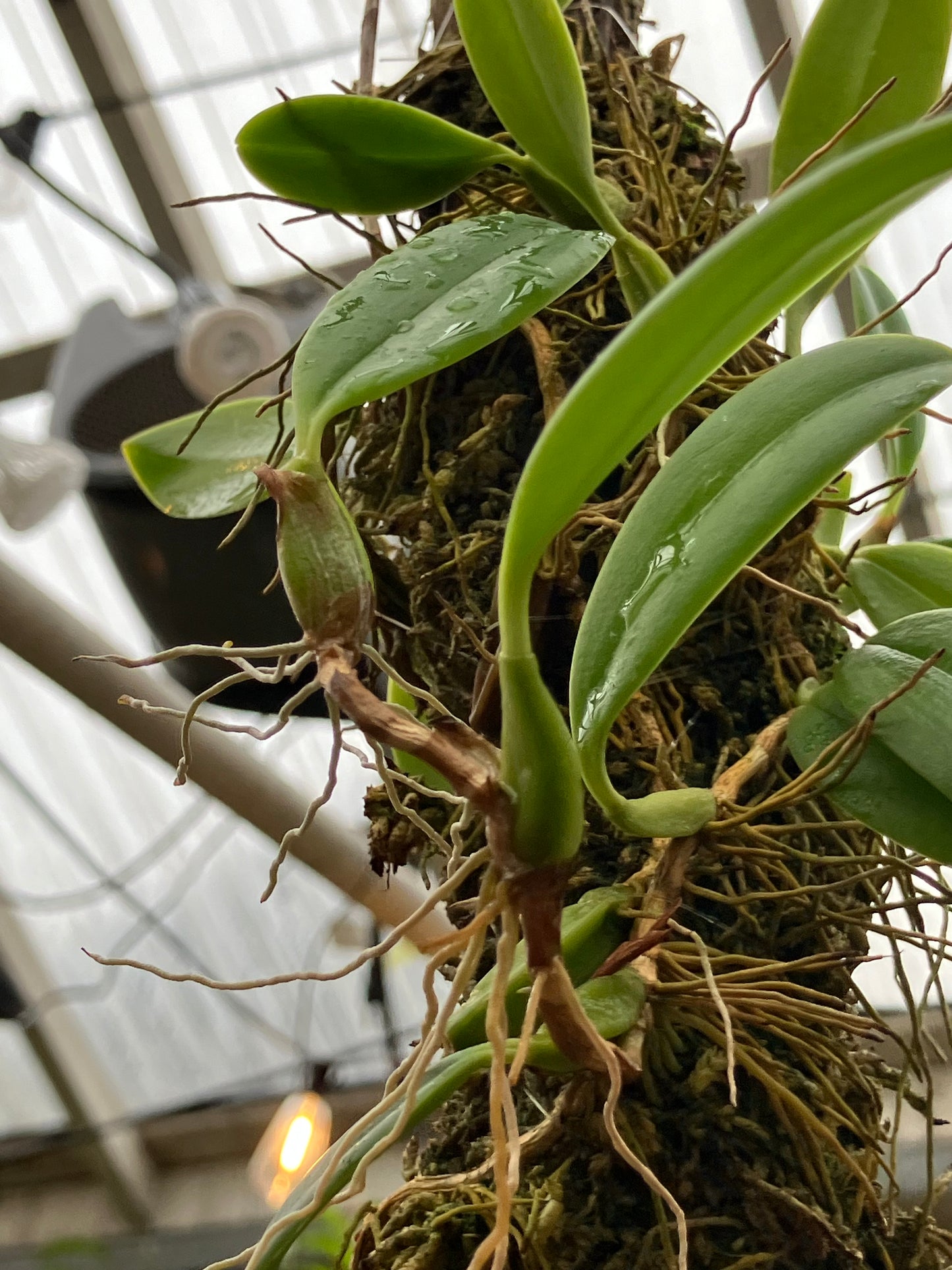 Bulbophyllum Fraudulentum