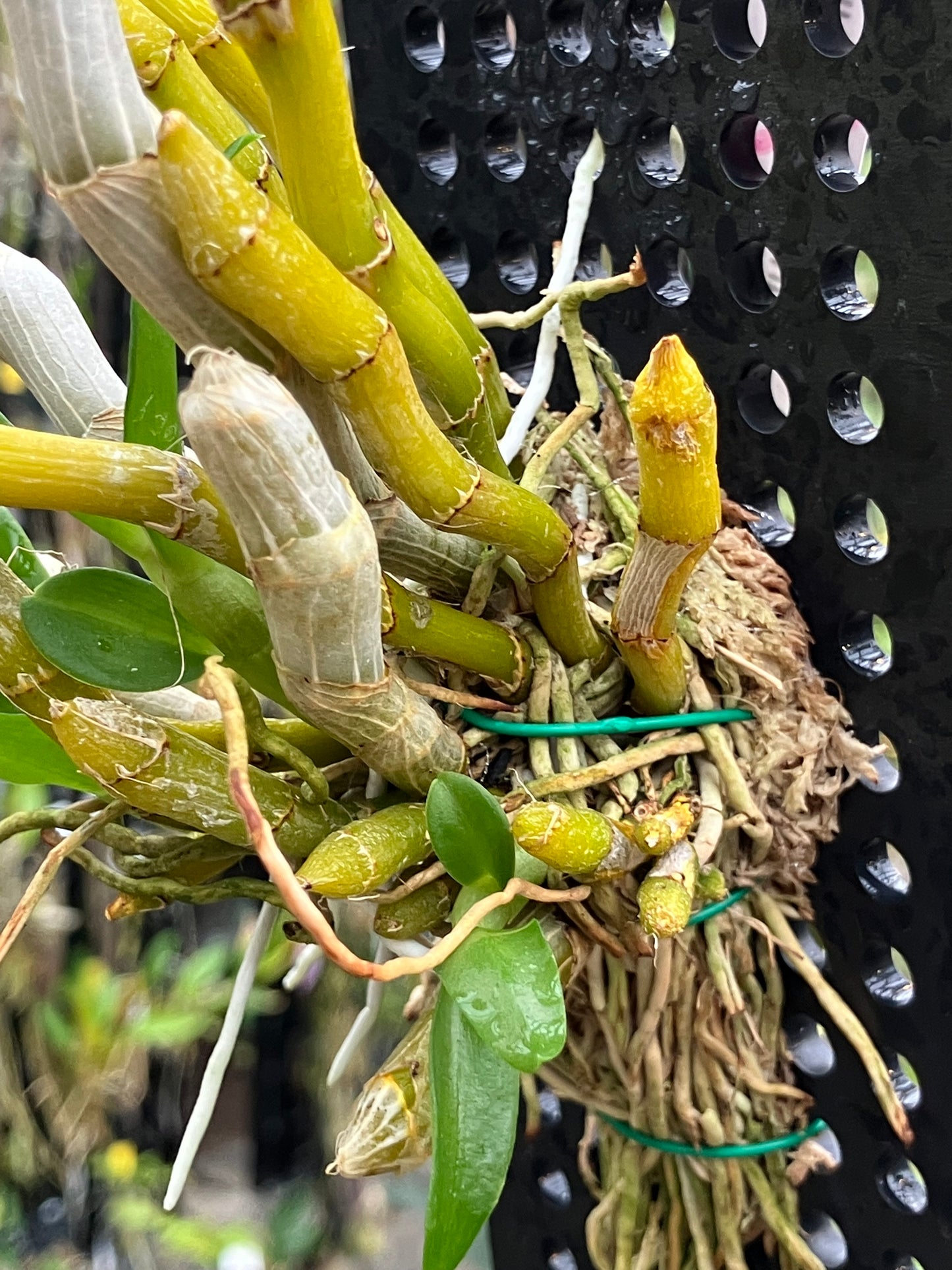 Dendrobium Parishii "Alba"