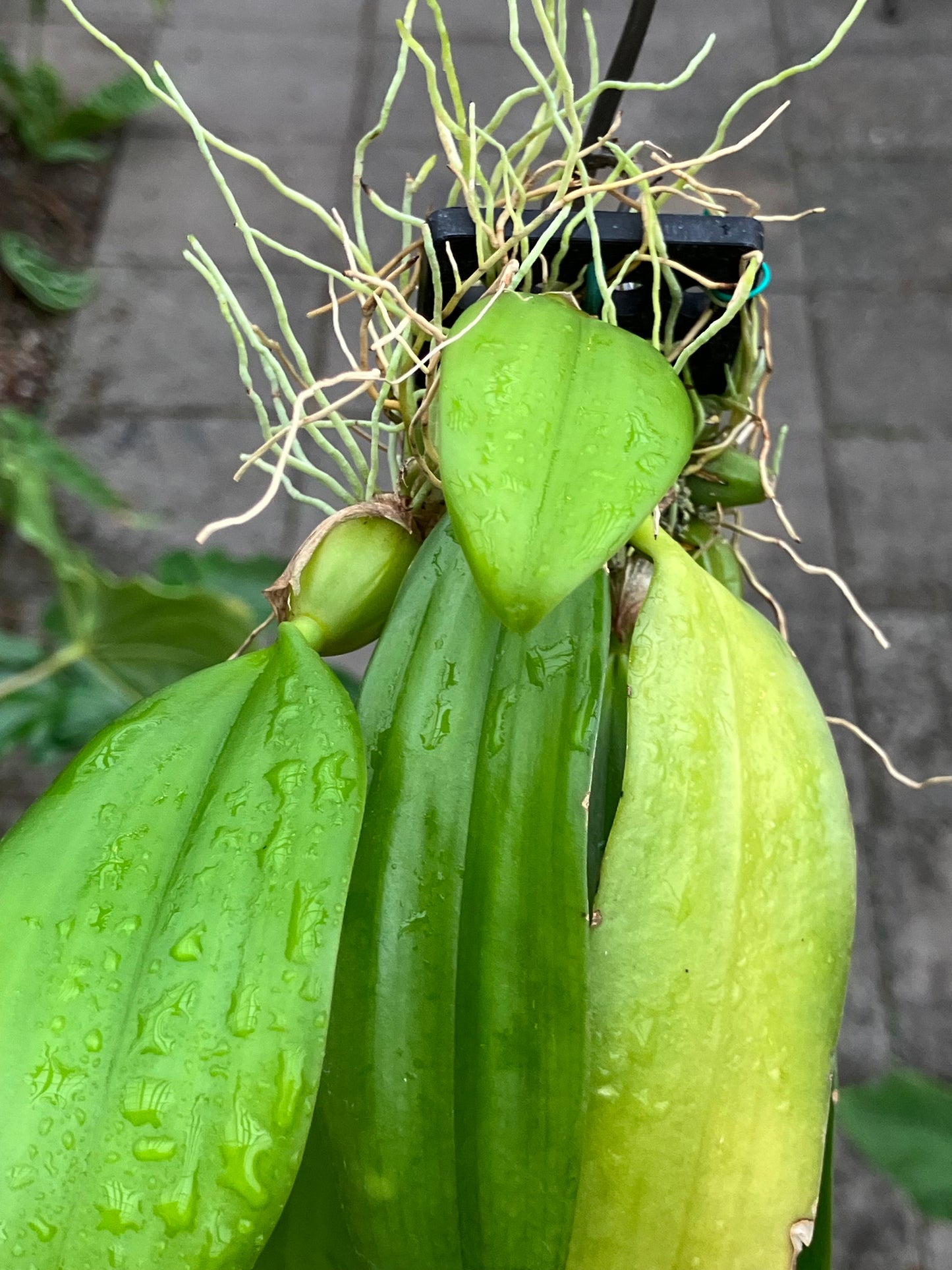 Bulbophyllum Longissimum