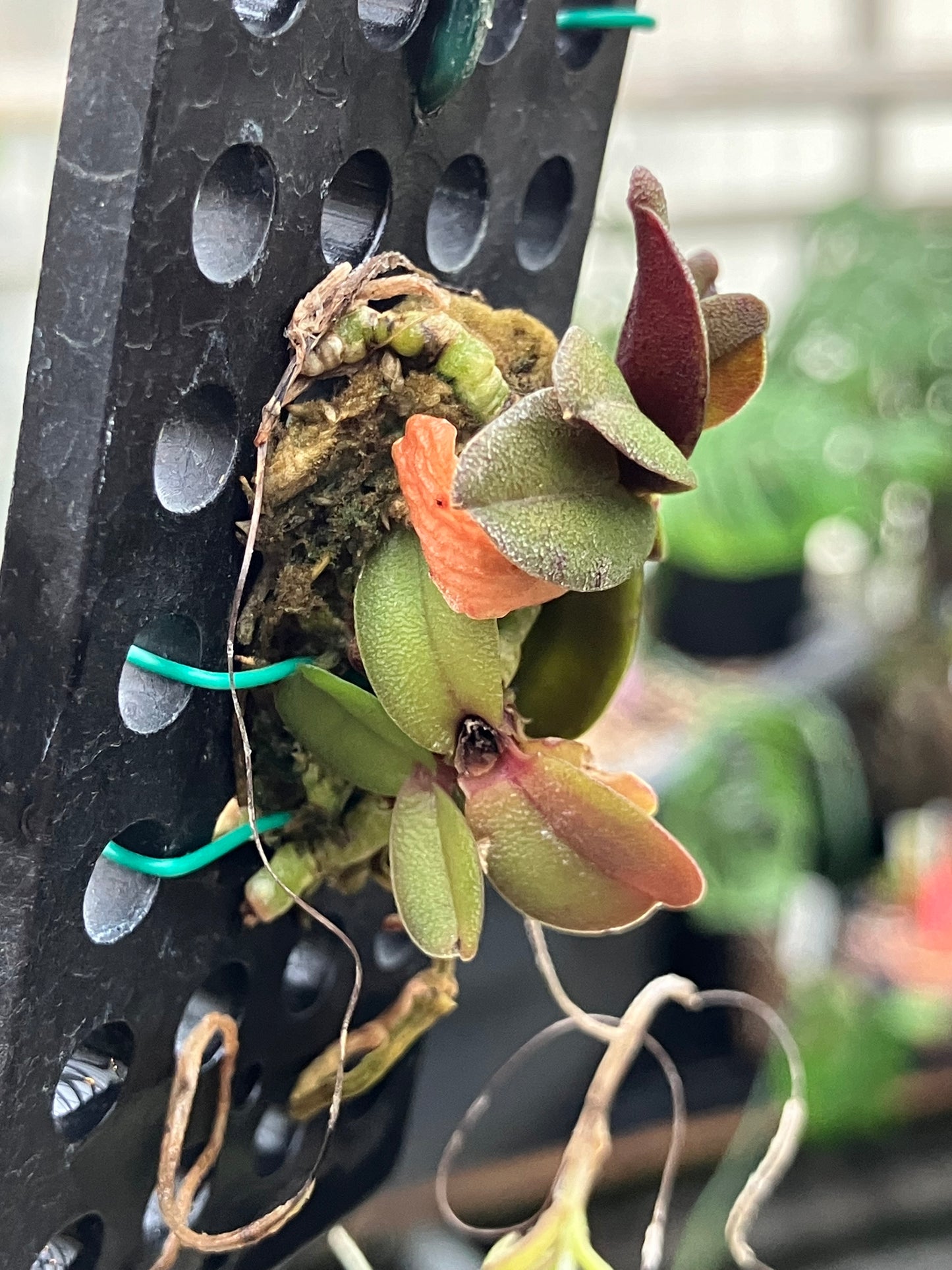 Schoenorchis Fragrans