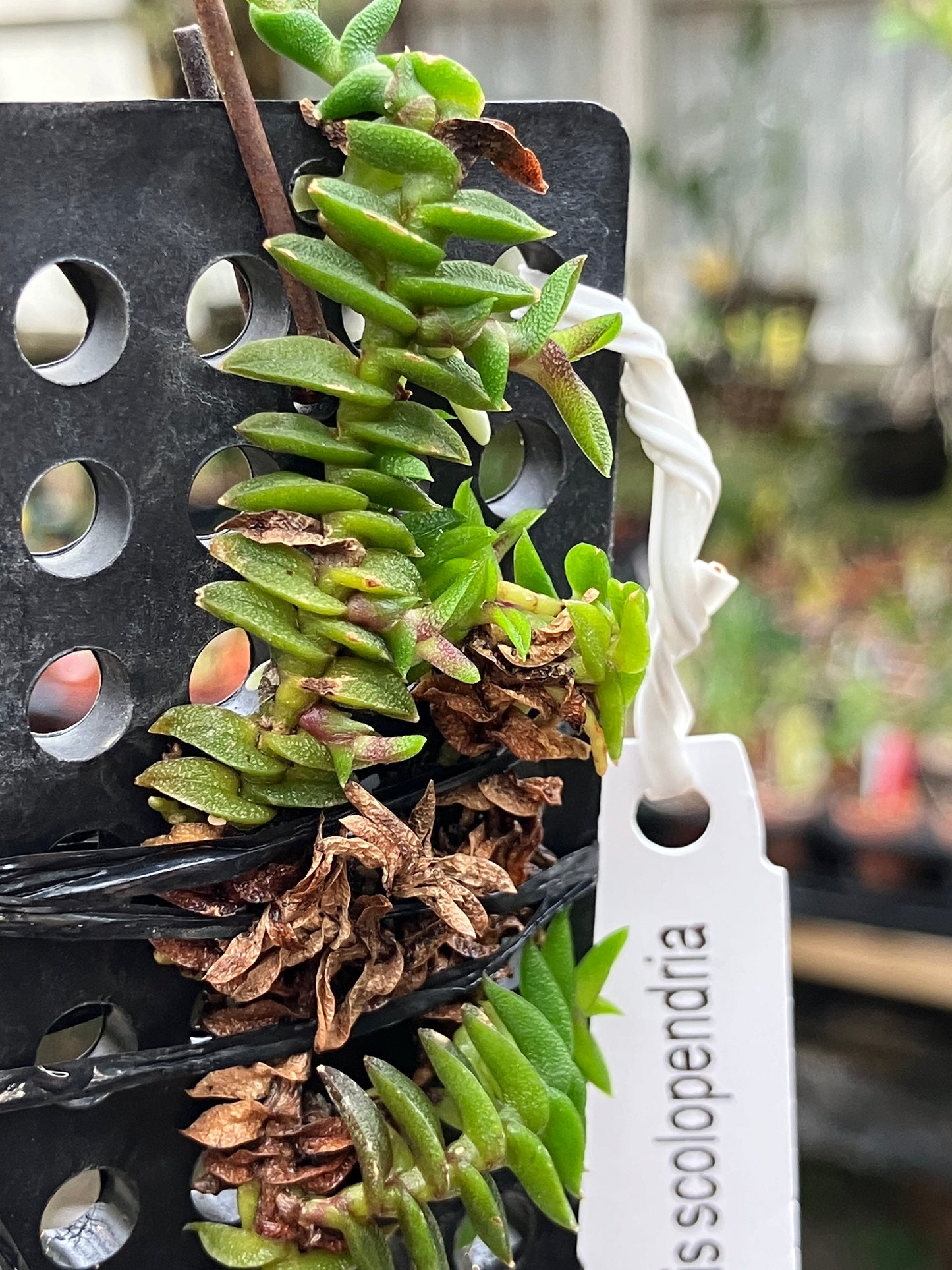 Schoenorchis Scolopendria