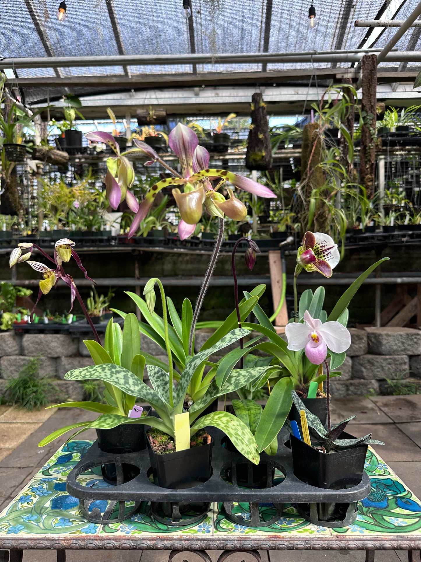 Paphiopedilum Grower's Choice