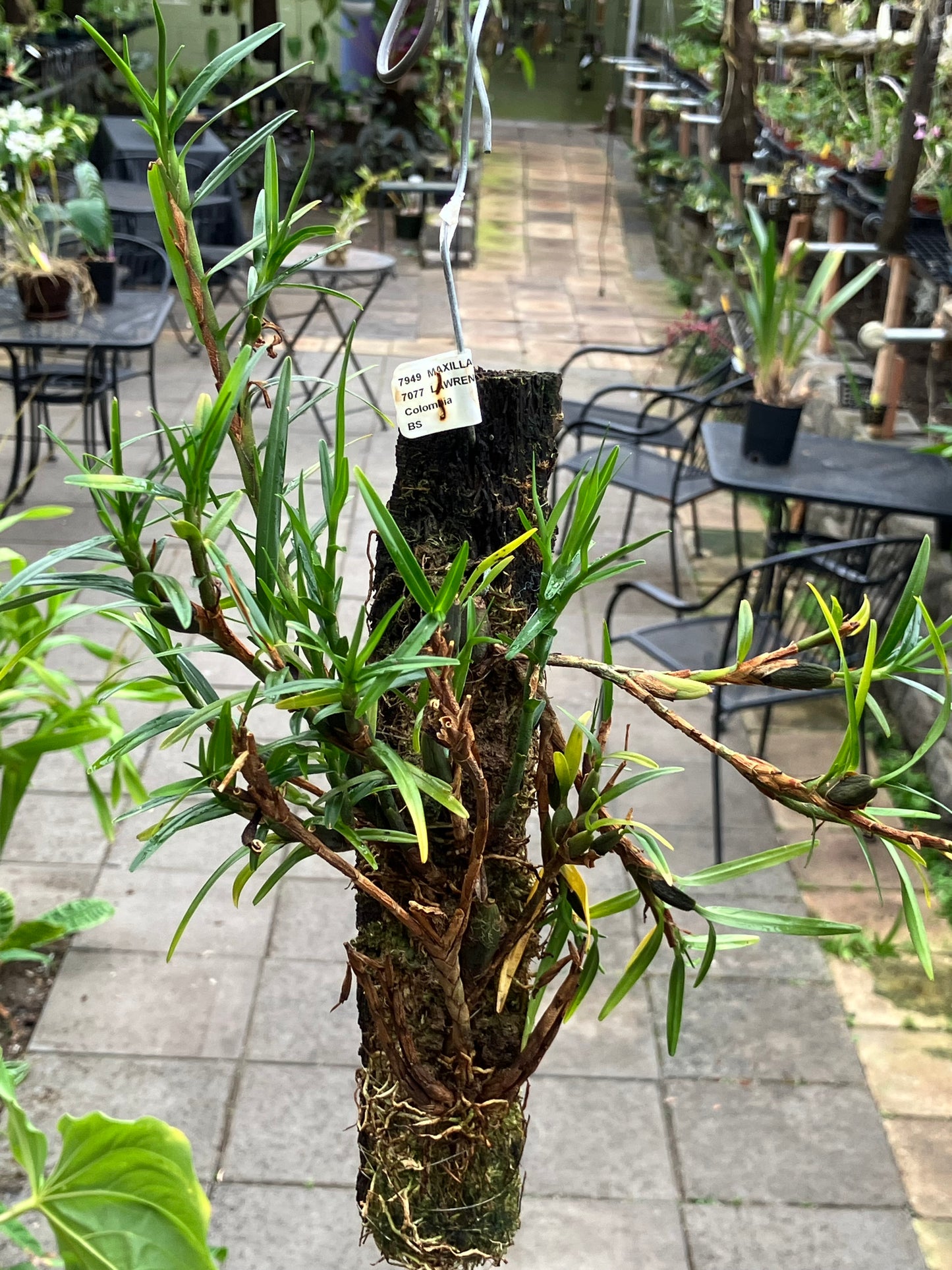 Maxillaria Lawrenceana