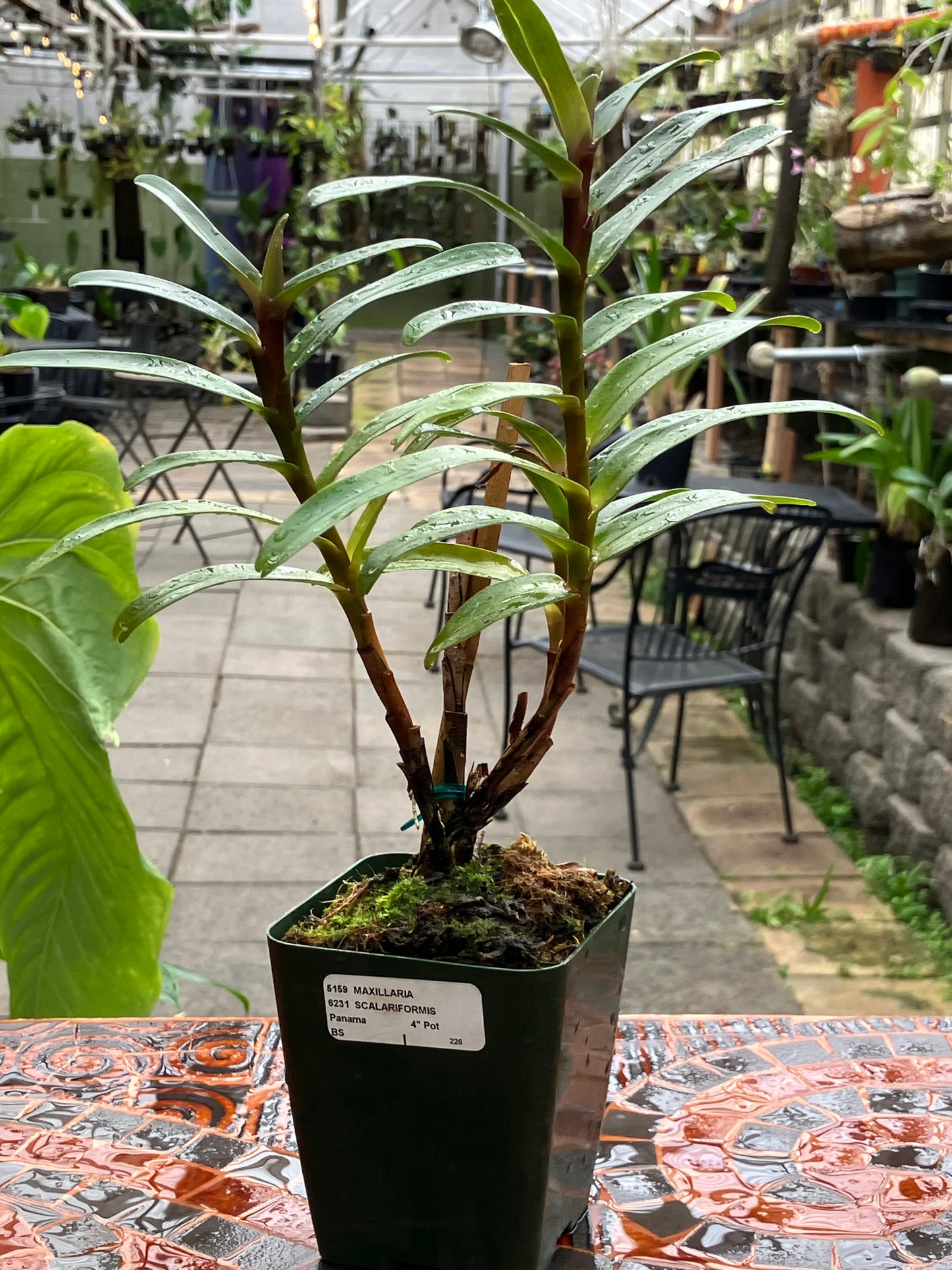 Maxillaria Scalariformis