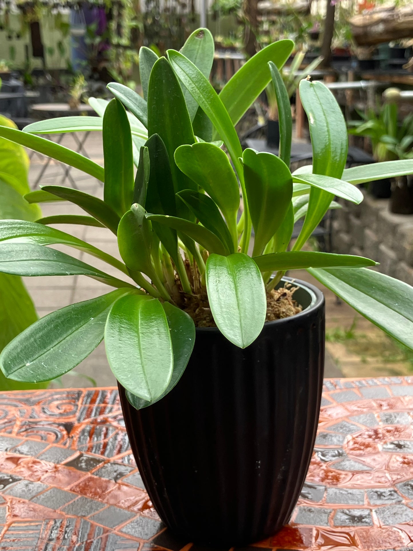 Masdevallia Tovarensis
