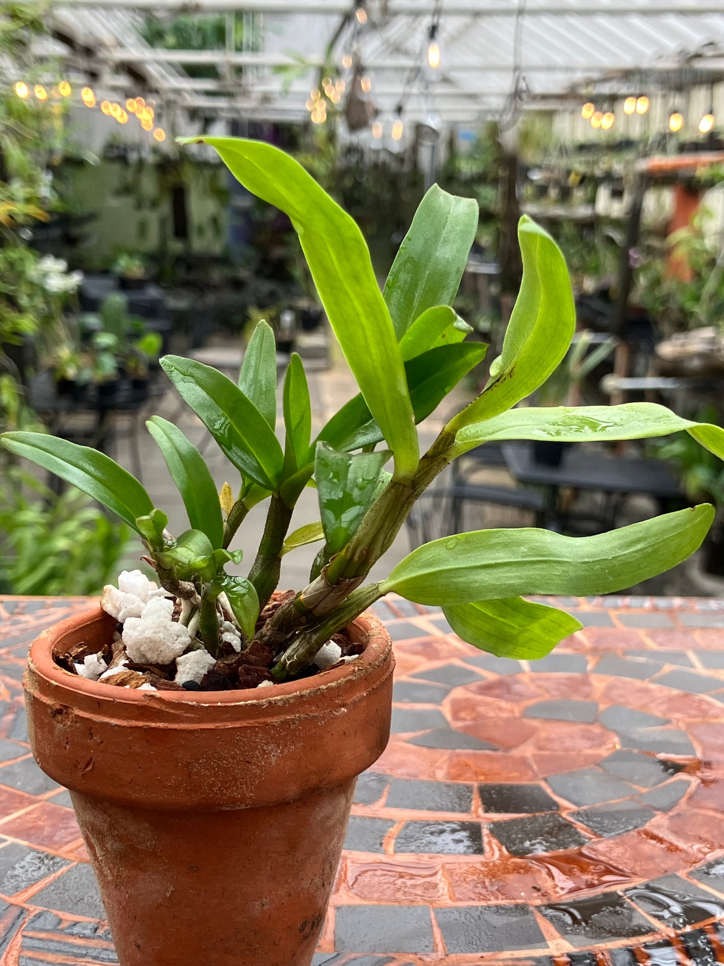 Dendrobium Kontumense