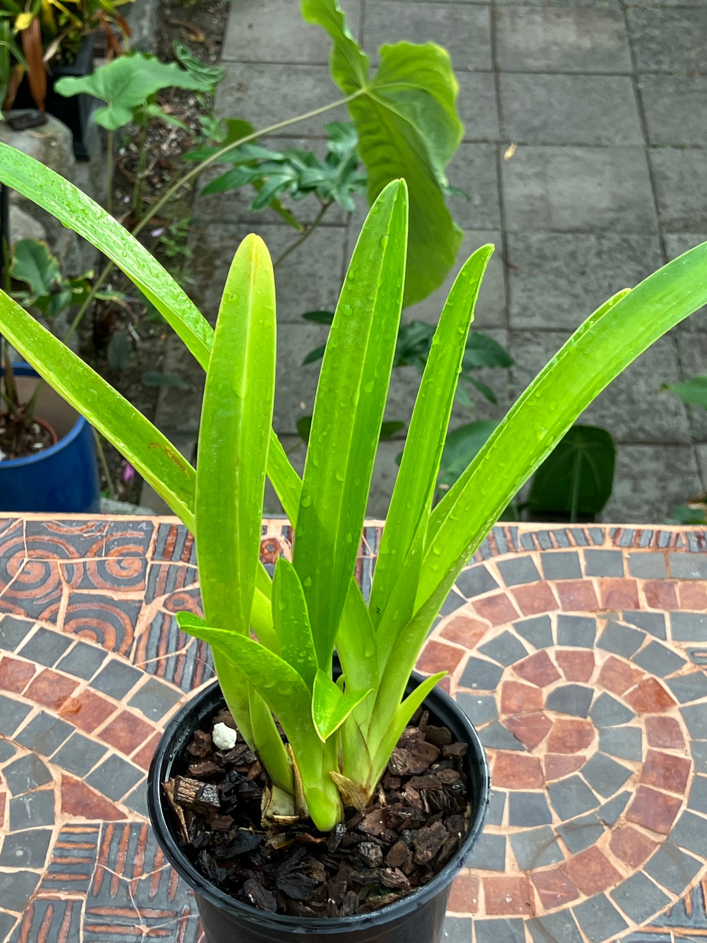 Phragmipedium Zapatilla de la Virgen