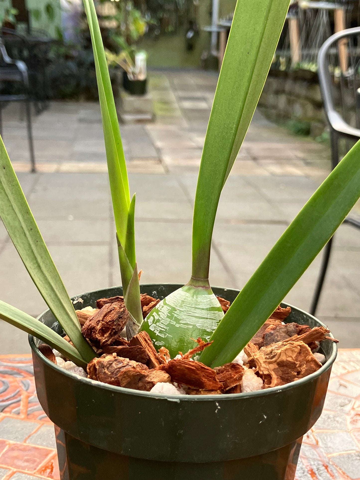 Encyclia Talisker Bay