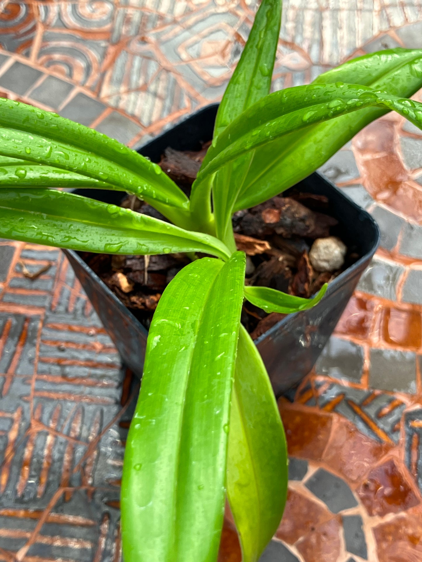 Phragmipedium Easy Man