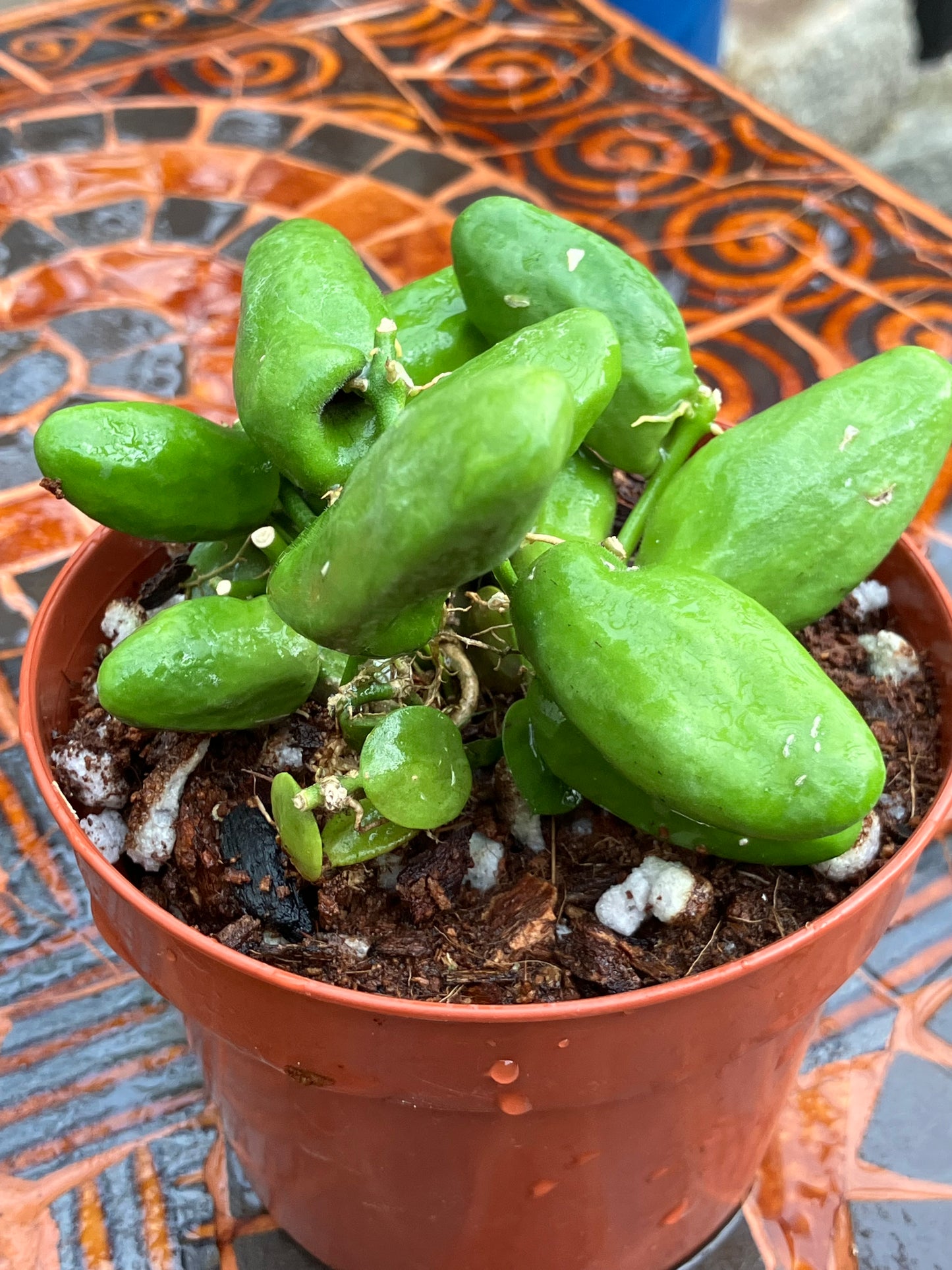 Dischidia Major 'Rattle Skulls'