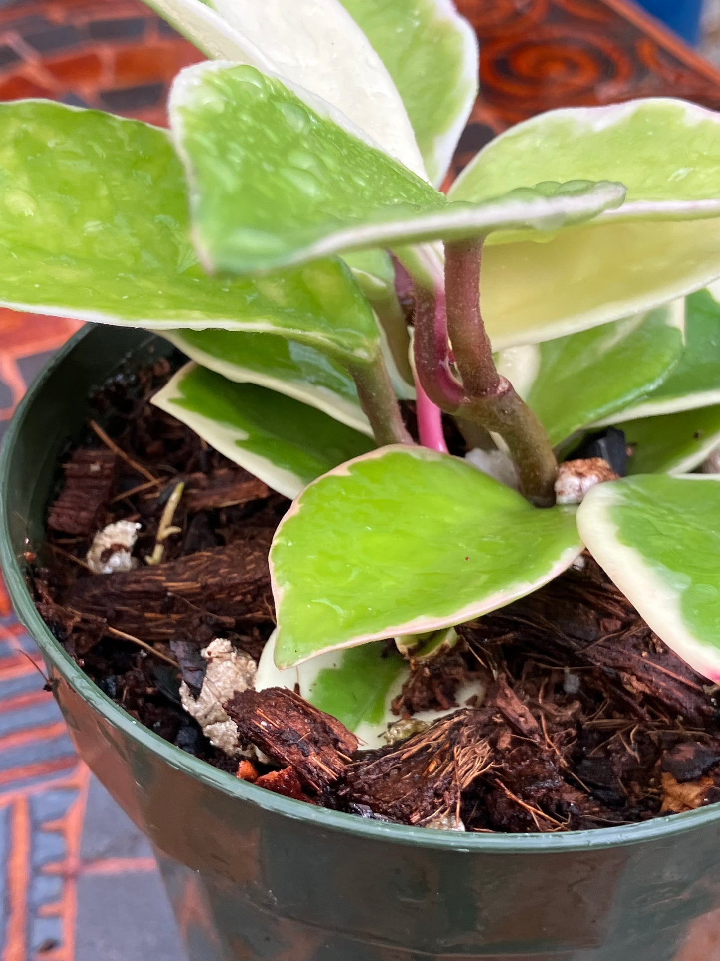 Hoya Carnosa "Albomarginata'