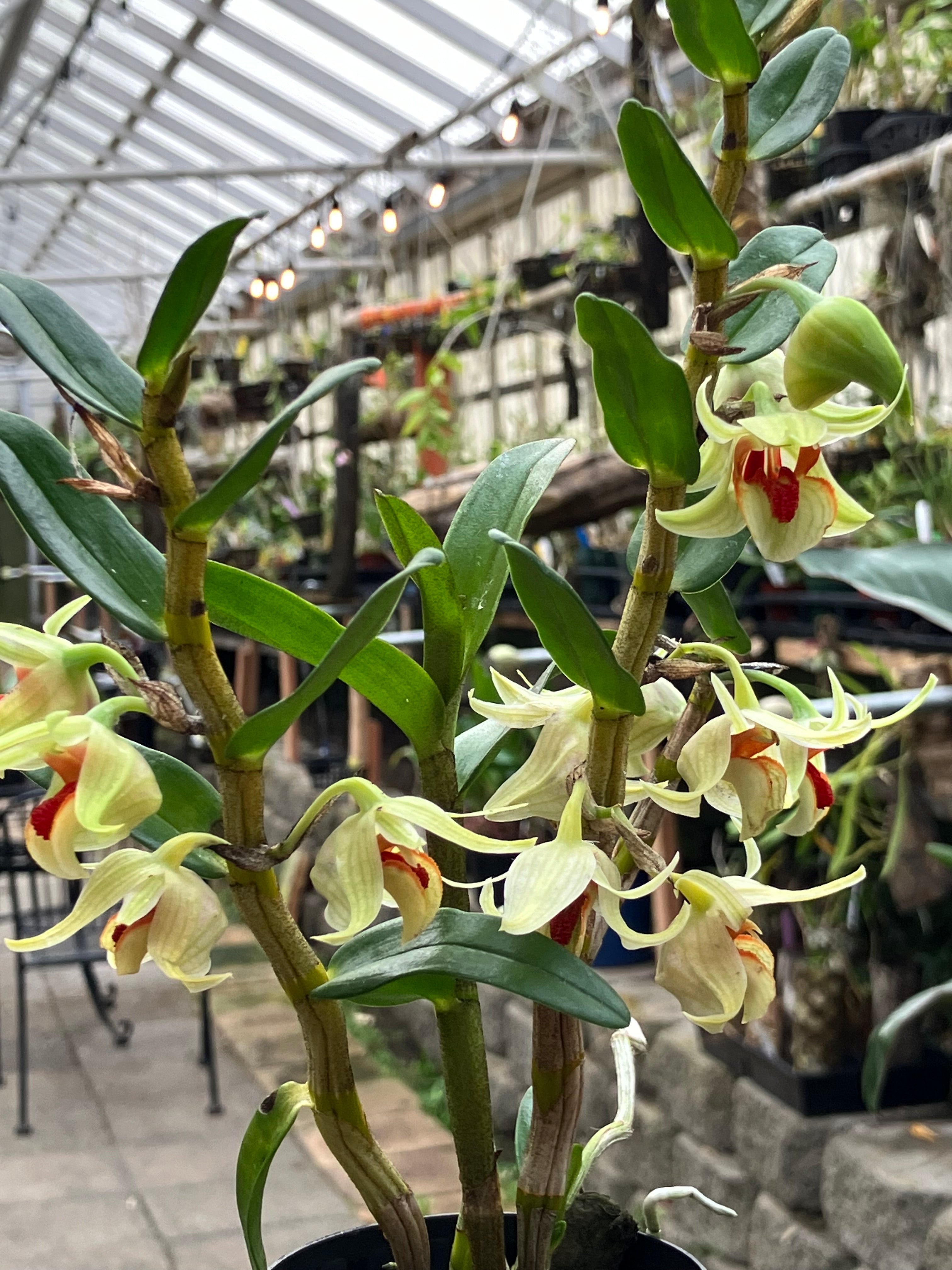 Dendrobium Grower's Choice – Emerald City Orchids