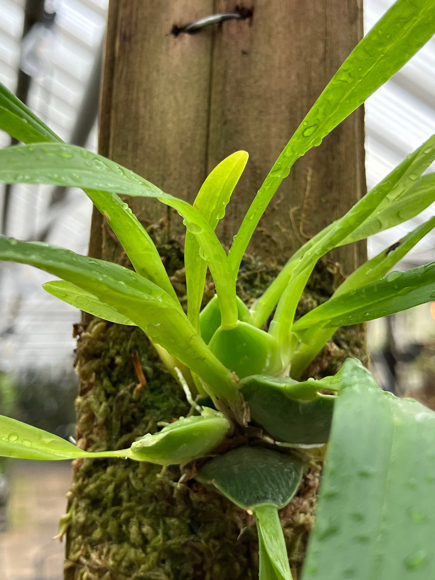 Oncidium Cheirophorum