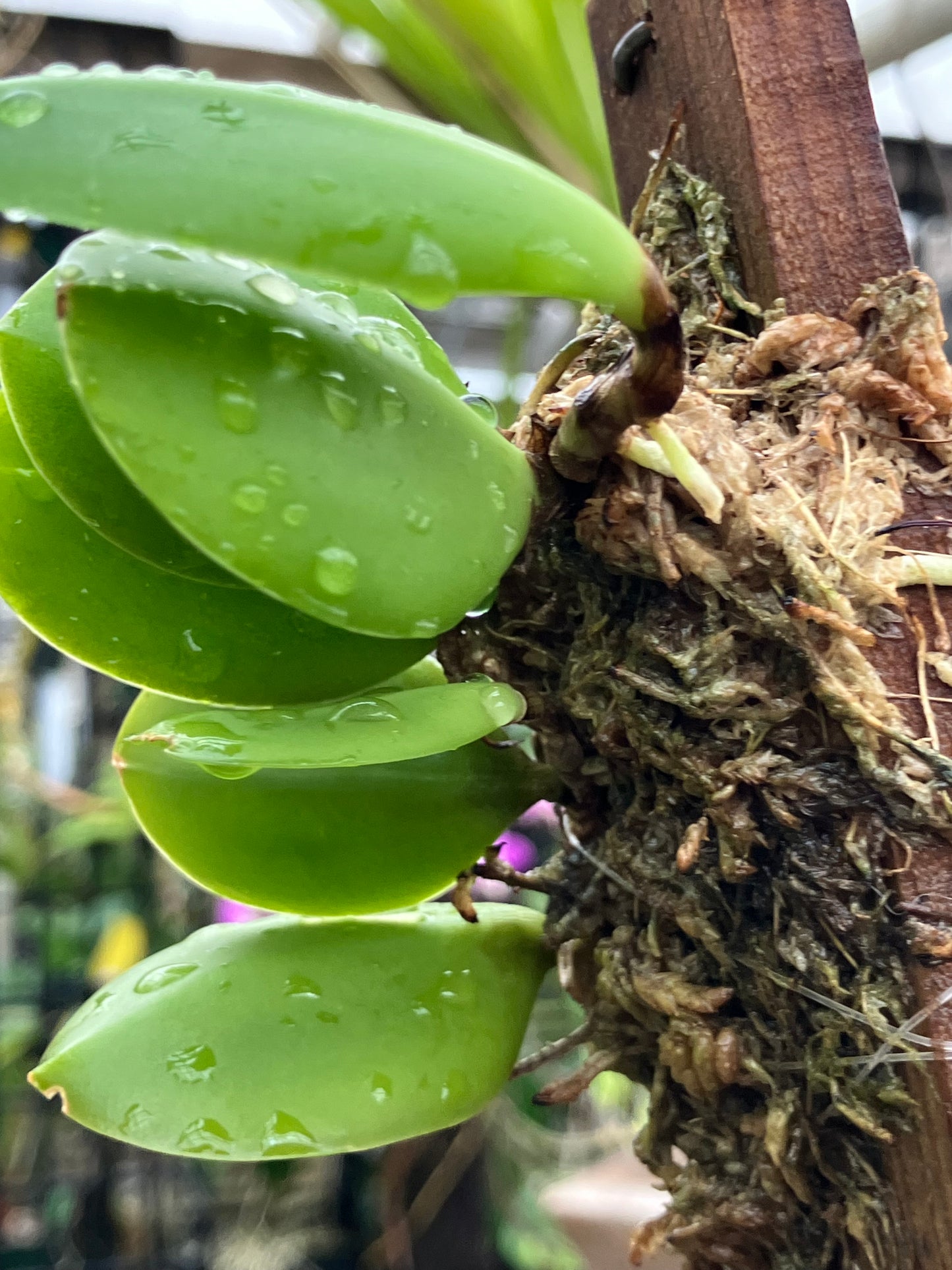 Meiracyllium Trinasutum f. Alba