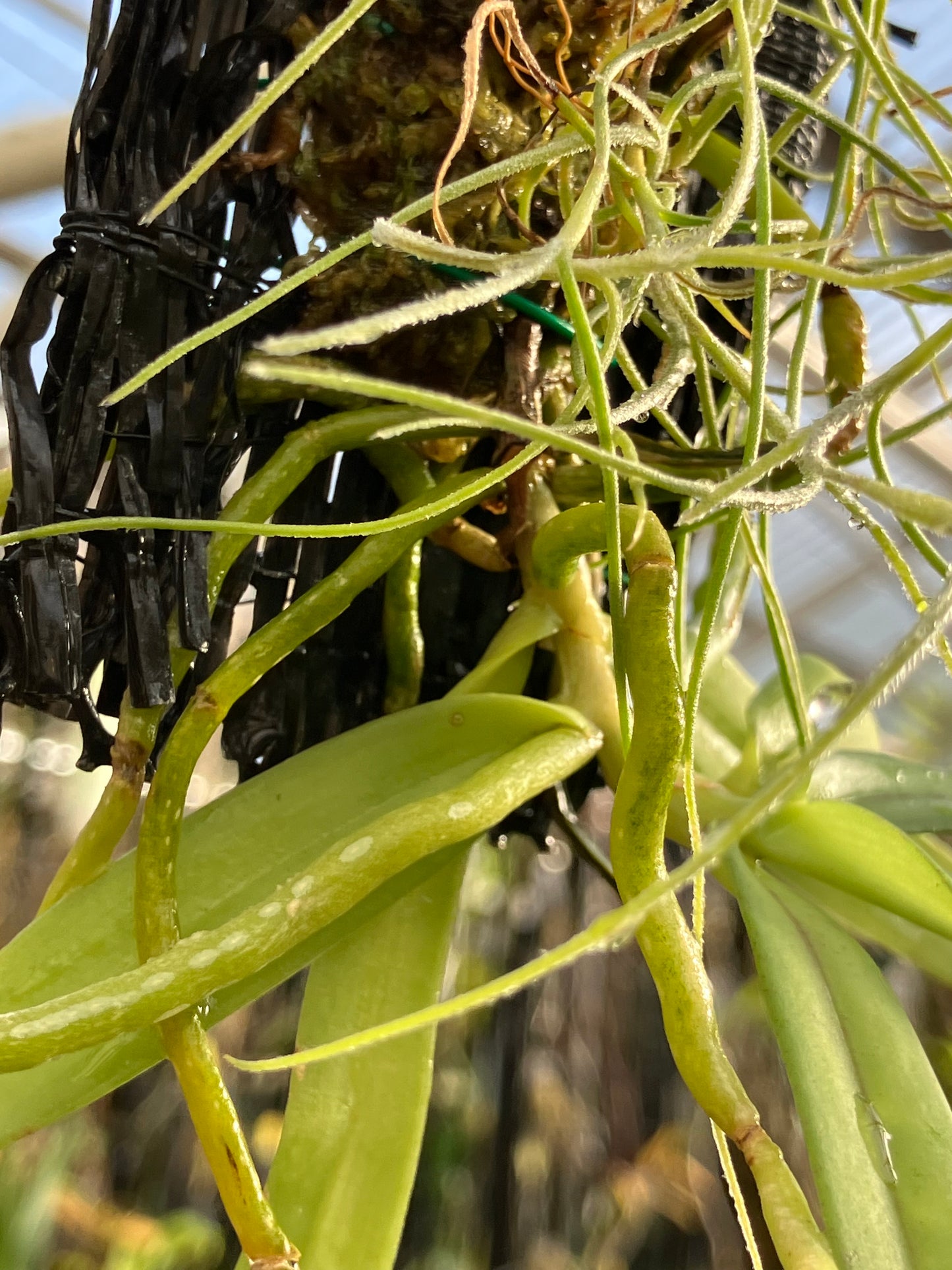 Gastrochilus Bellinus