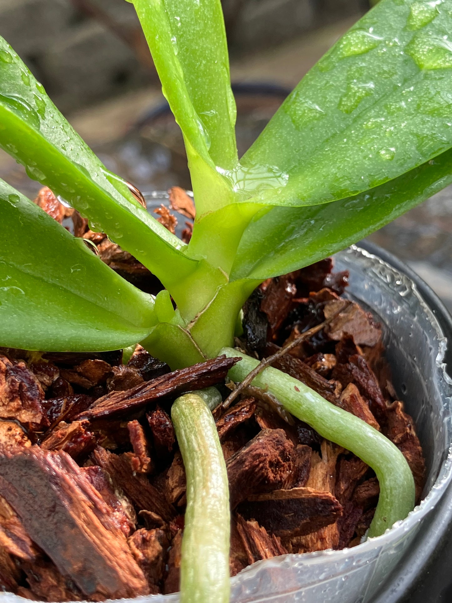 Phalaenopsis Yaphon Magic Angel