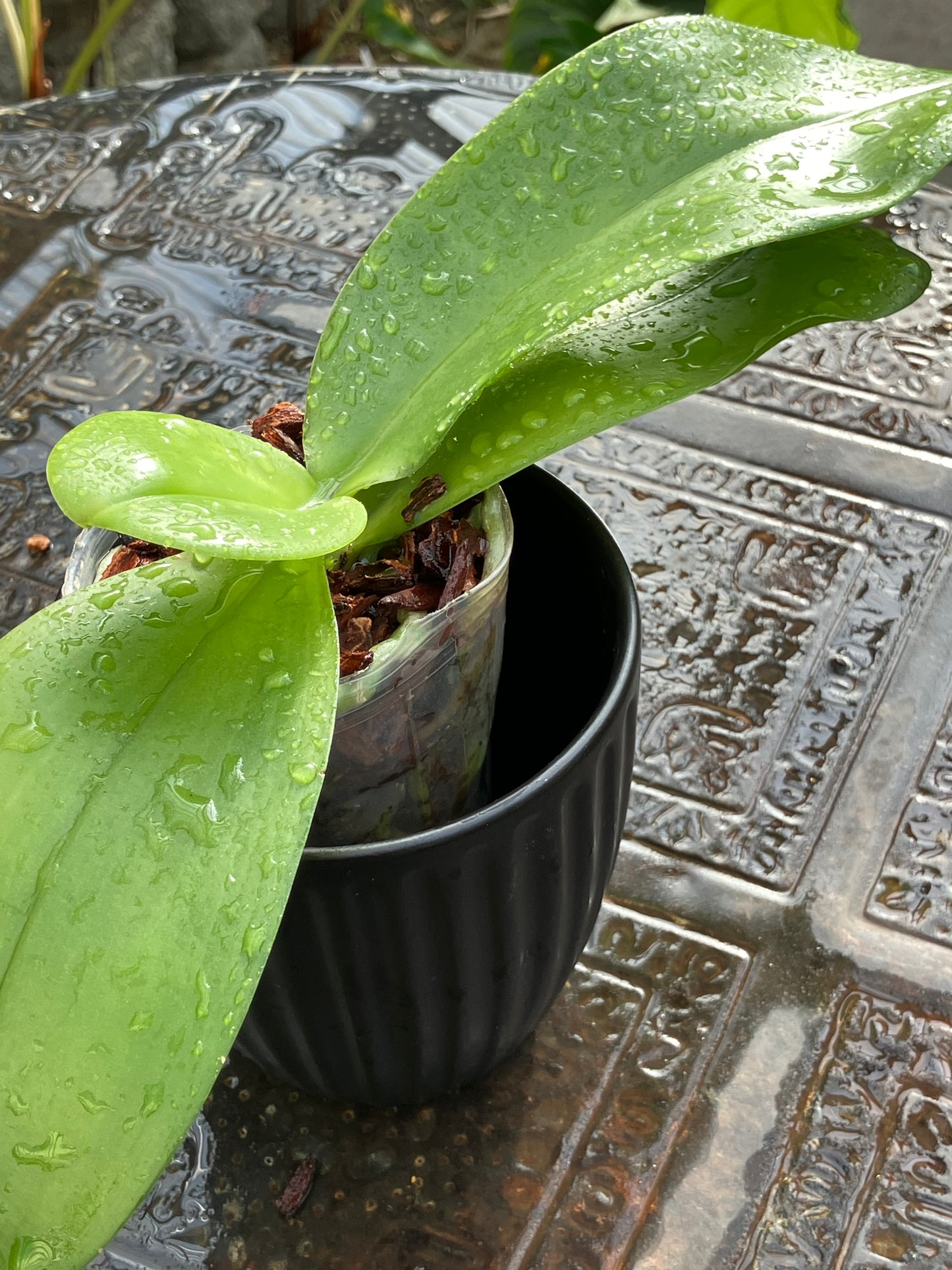 Phalaenopsis FANGtastic Green Envy