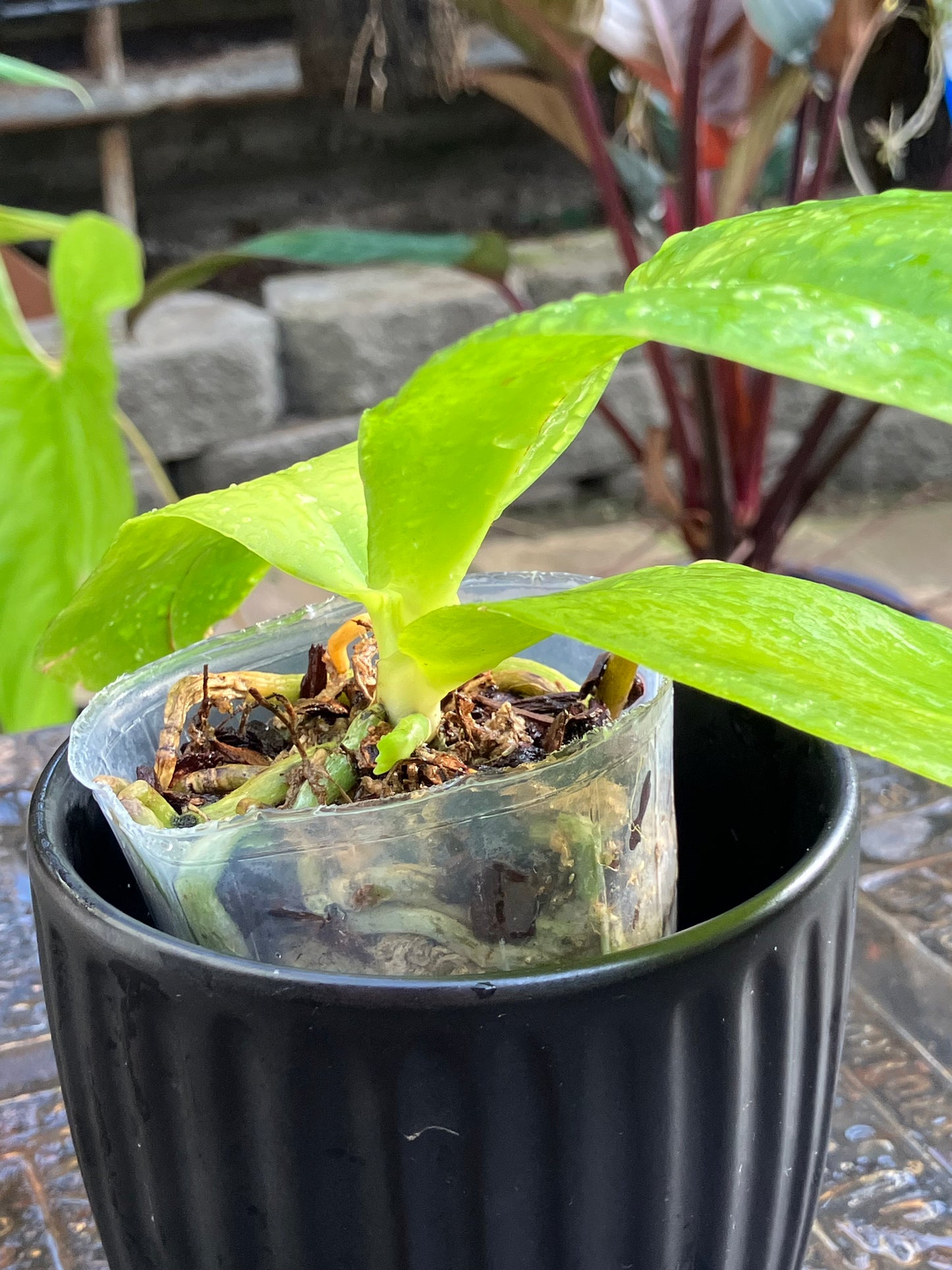 Phalaenopsis Yaphon Gelacea (MC)