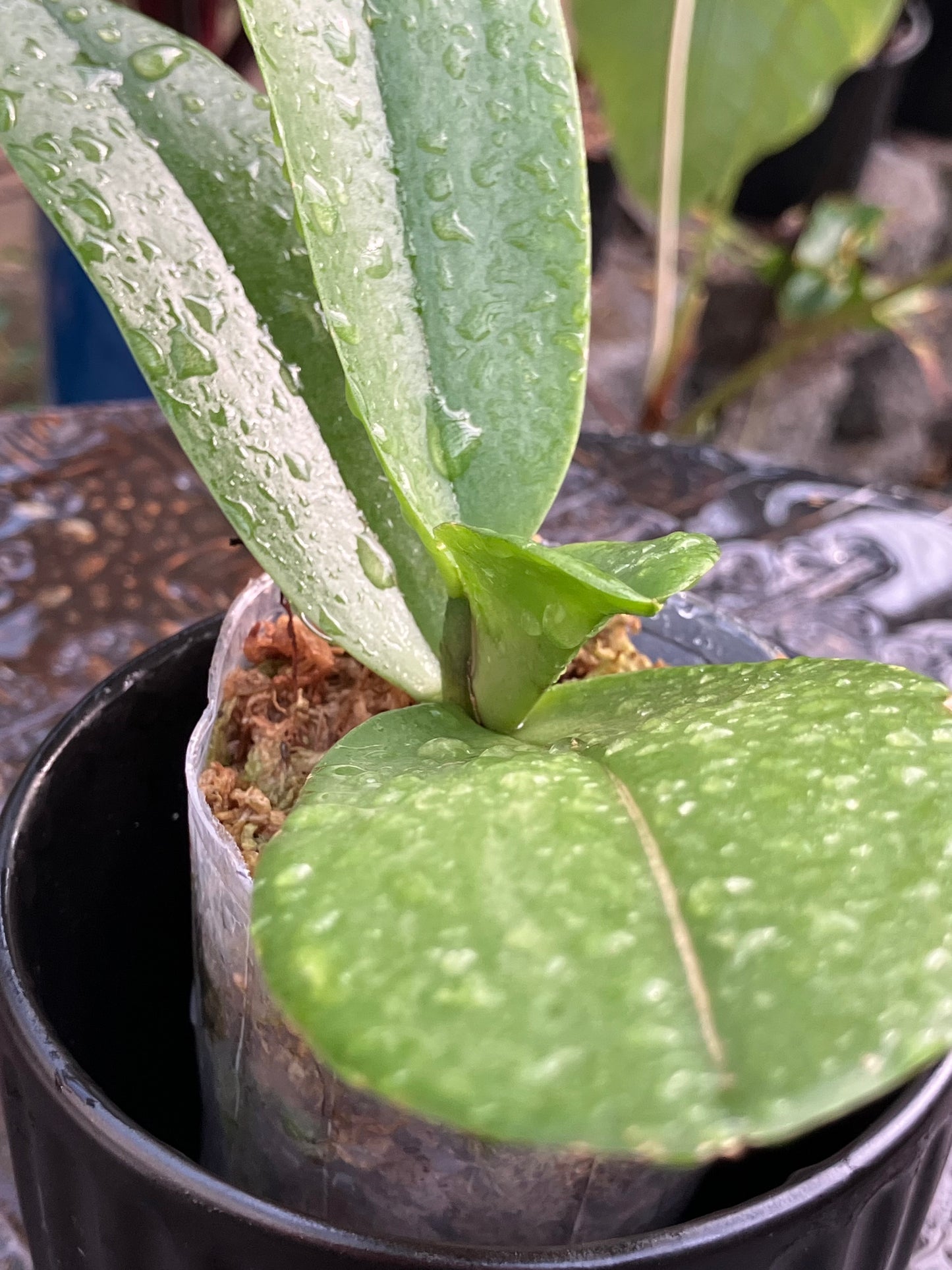 Phalaenopsis Pulcherrima (4N) "Wilson"