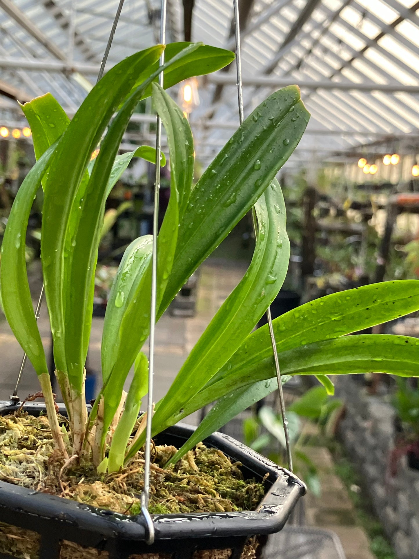 Dracula Inaequalis (Division)