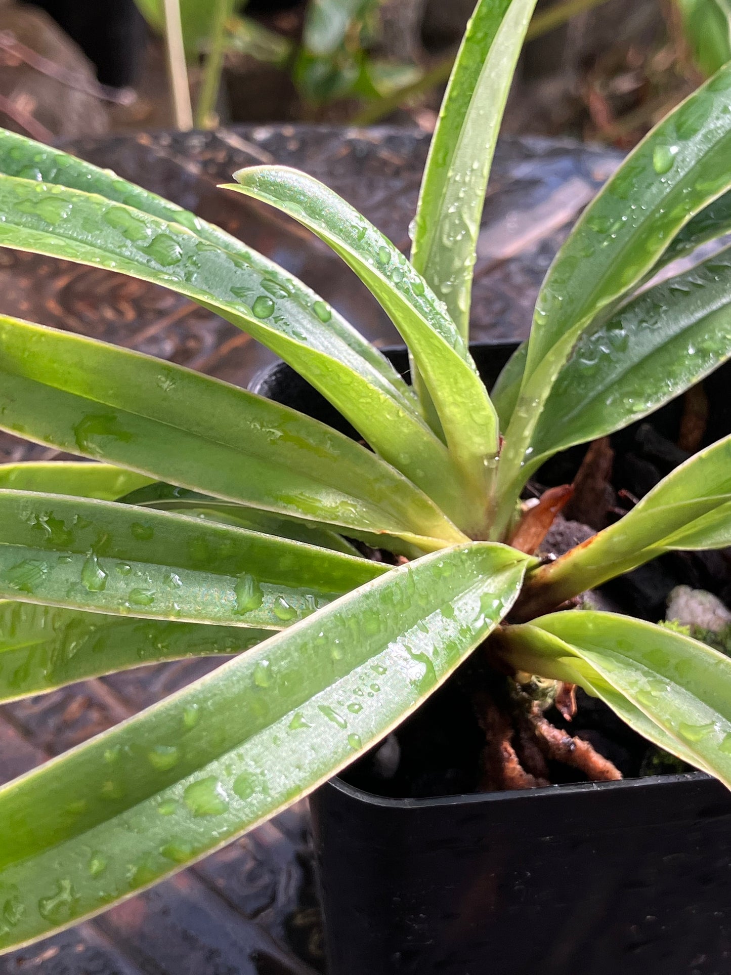 Paphiopedilum Henryanum x sib