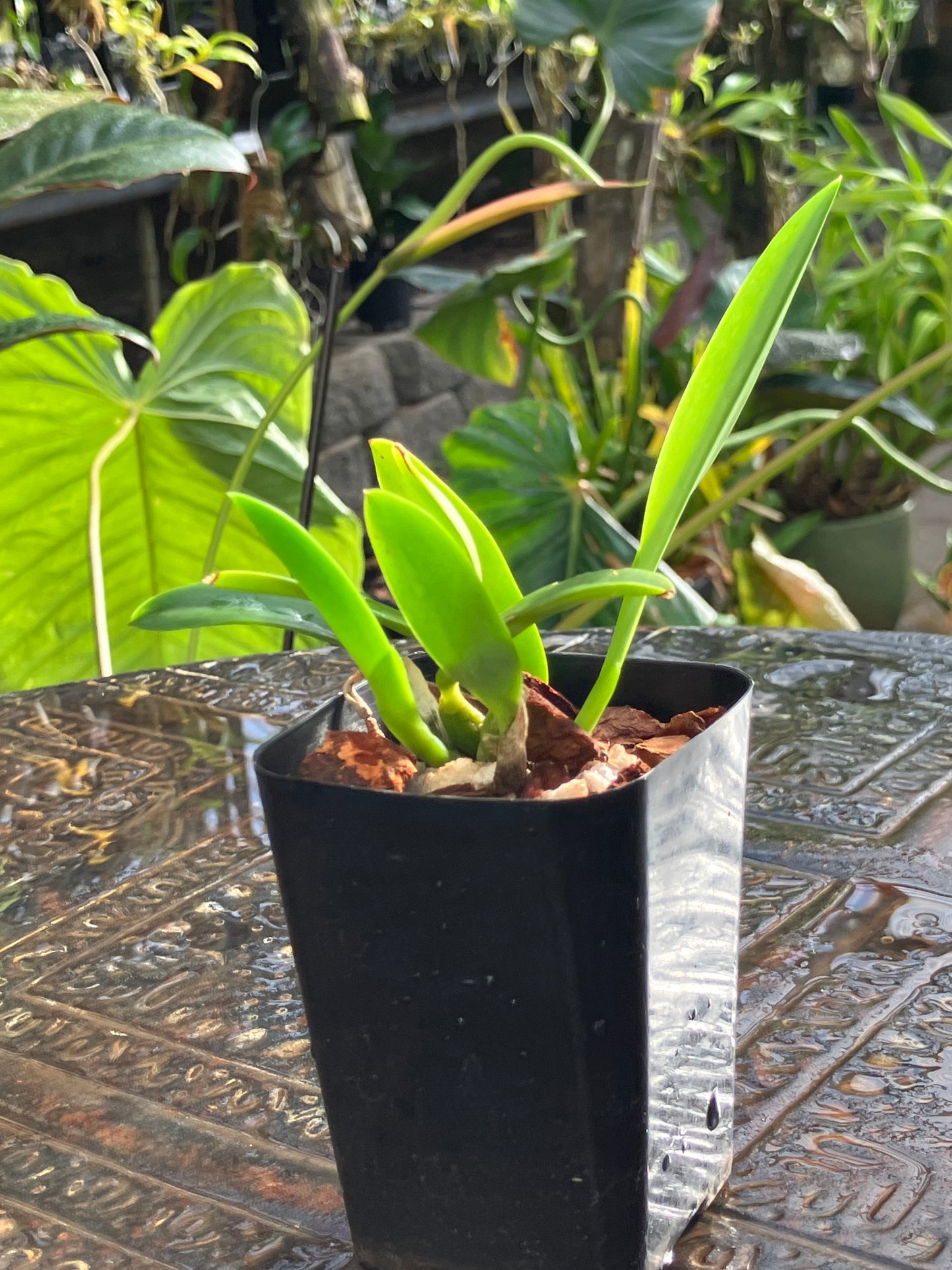 Laelia Praestans tipo