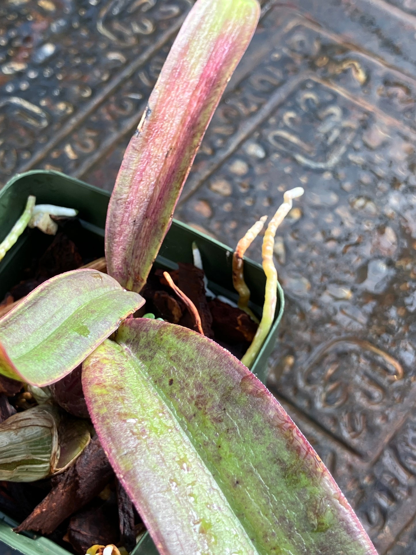 Laelia Cinnabarina