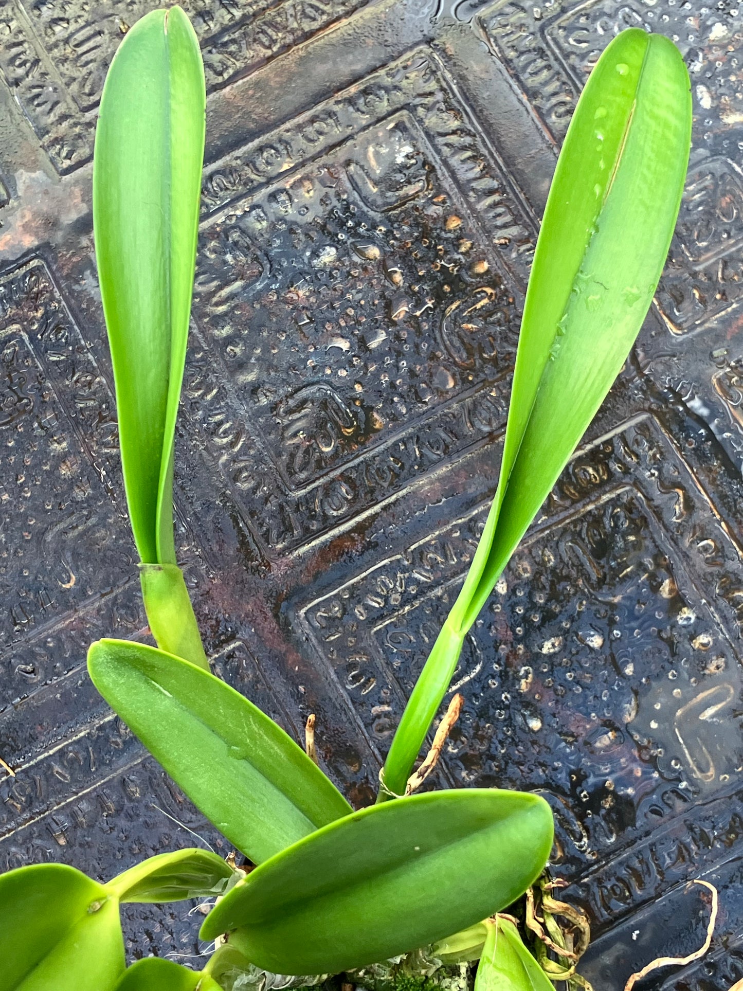 Potinara (Dick Smith x Chelsea Alward) 'Paradise'