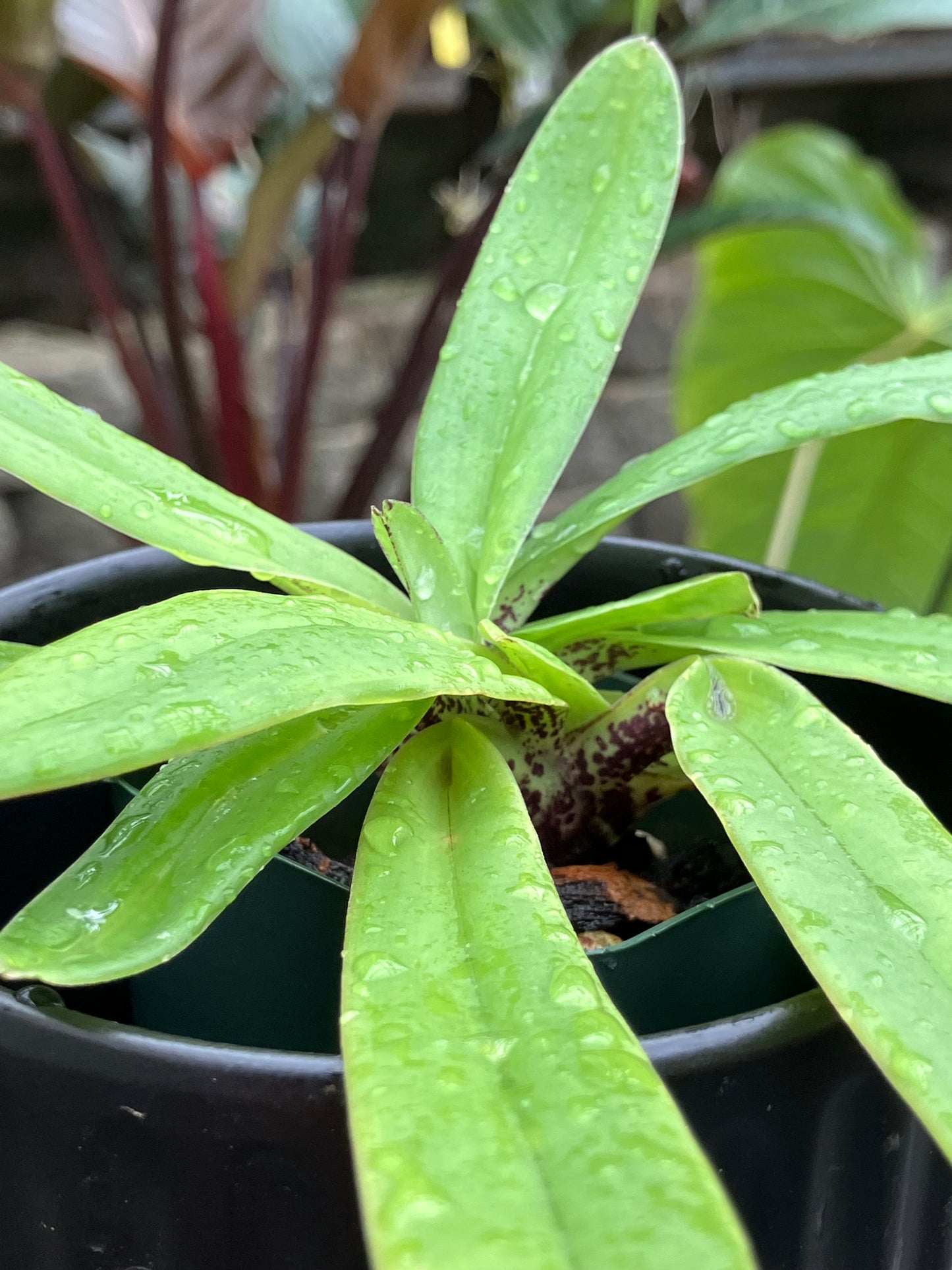 Paphiopedilum Charlesworthii