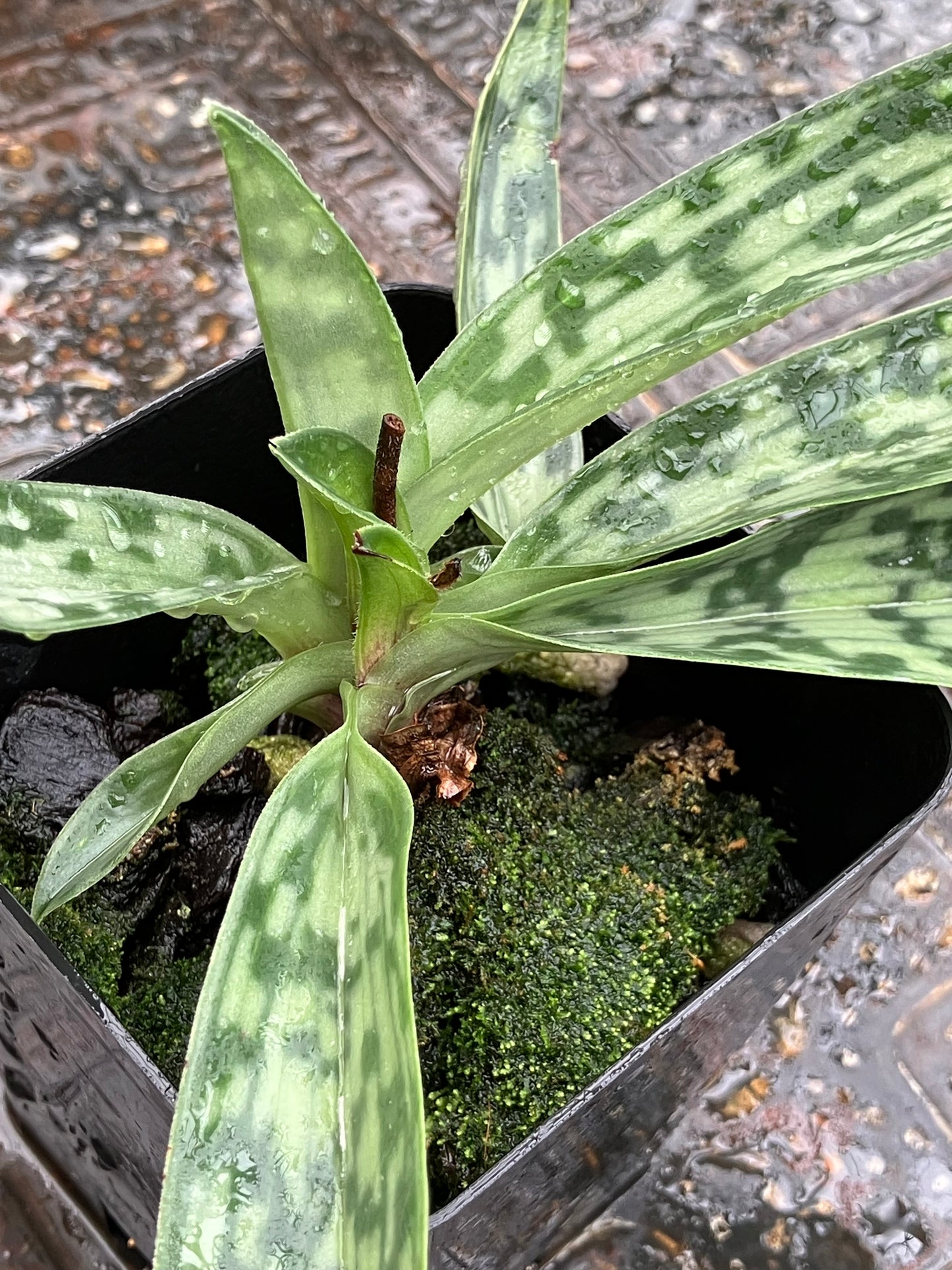 Paphiopedilum Hainanense x sib