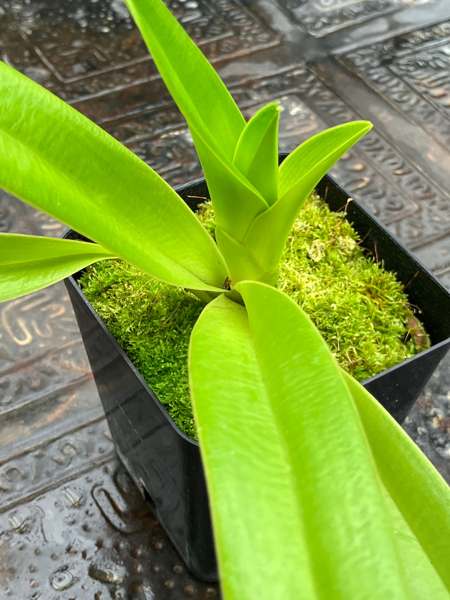 Phragmipedium Caudatum