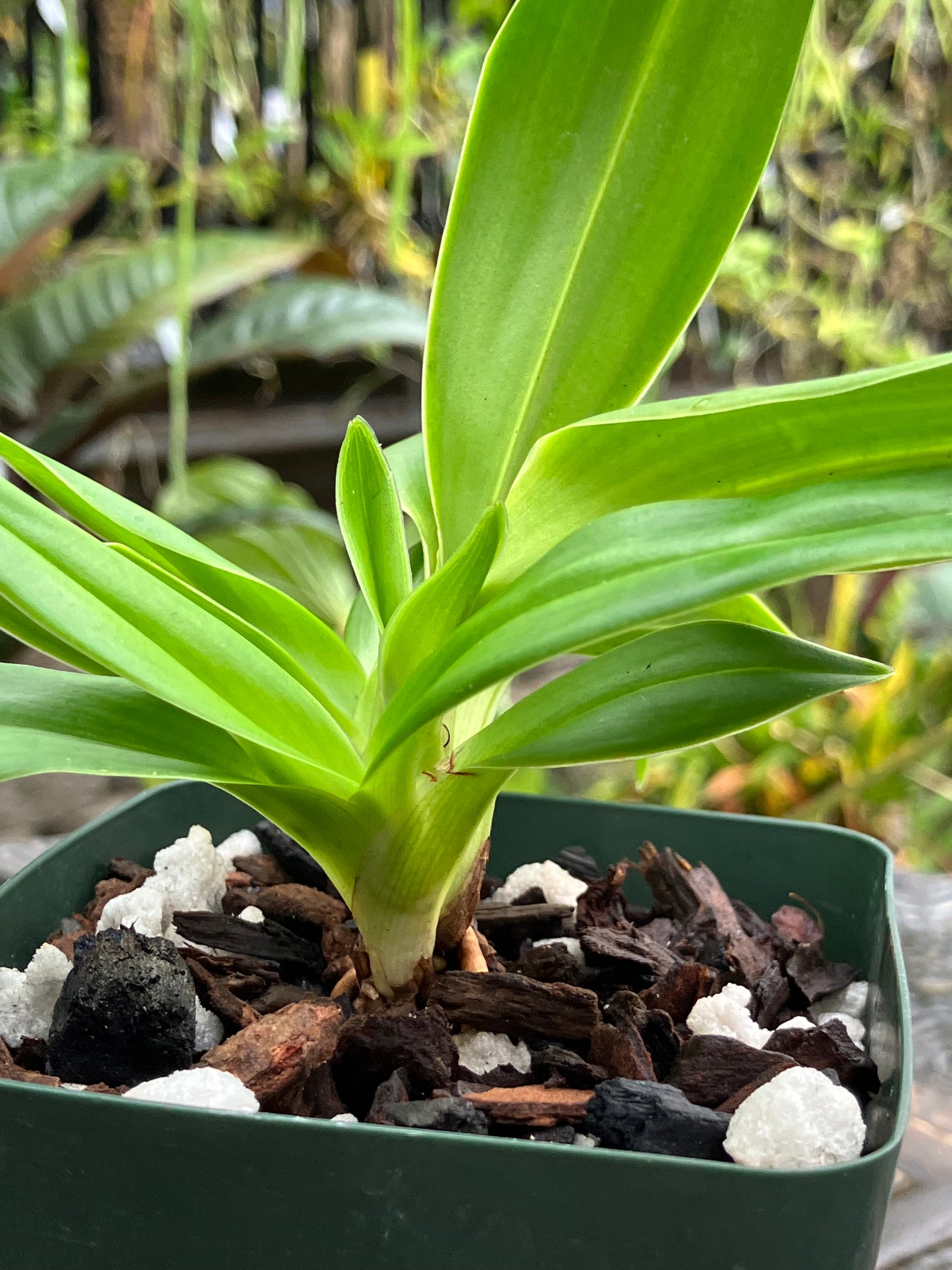 Phragmipedium Ivan Portilla