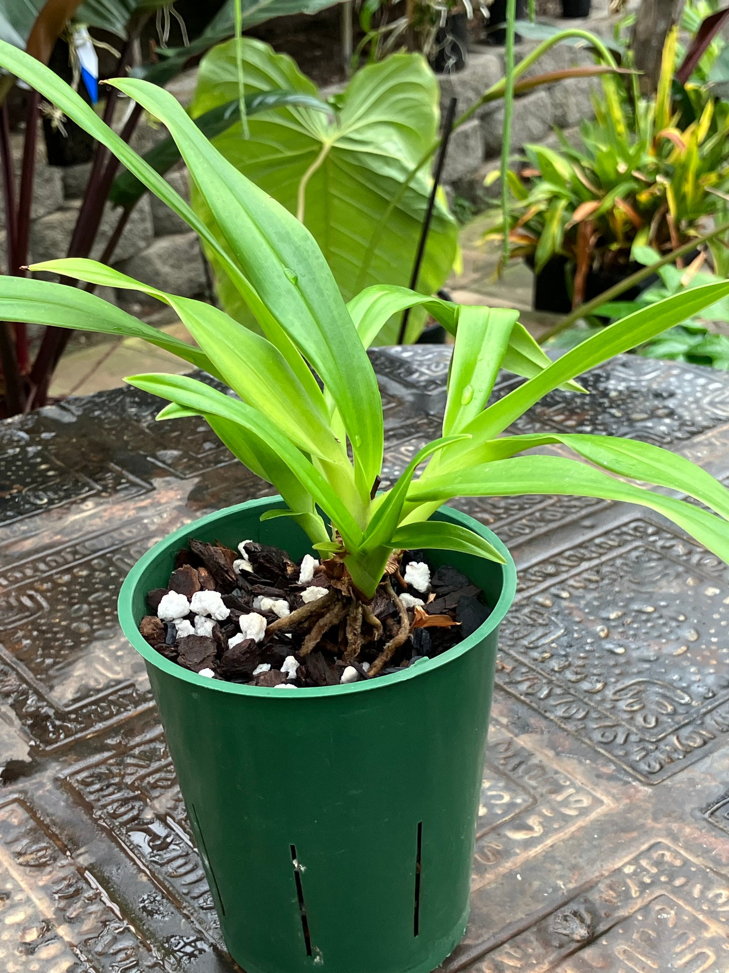 Phragmipedium Sedenii