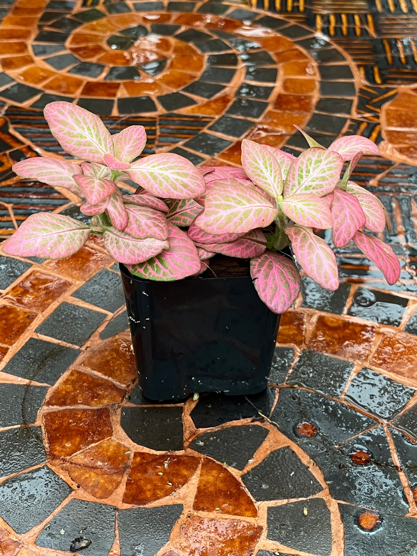 Fittonia (Pink)