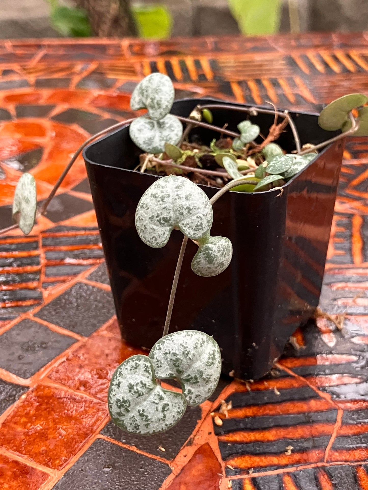 Ceropegia Woodii String of Hearts 'Silver Glory'