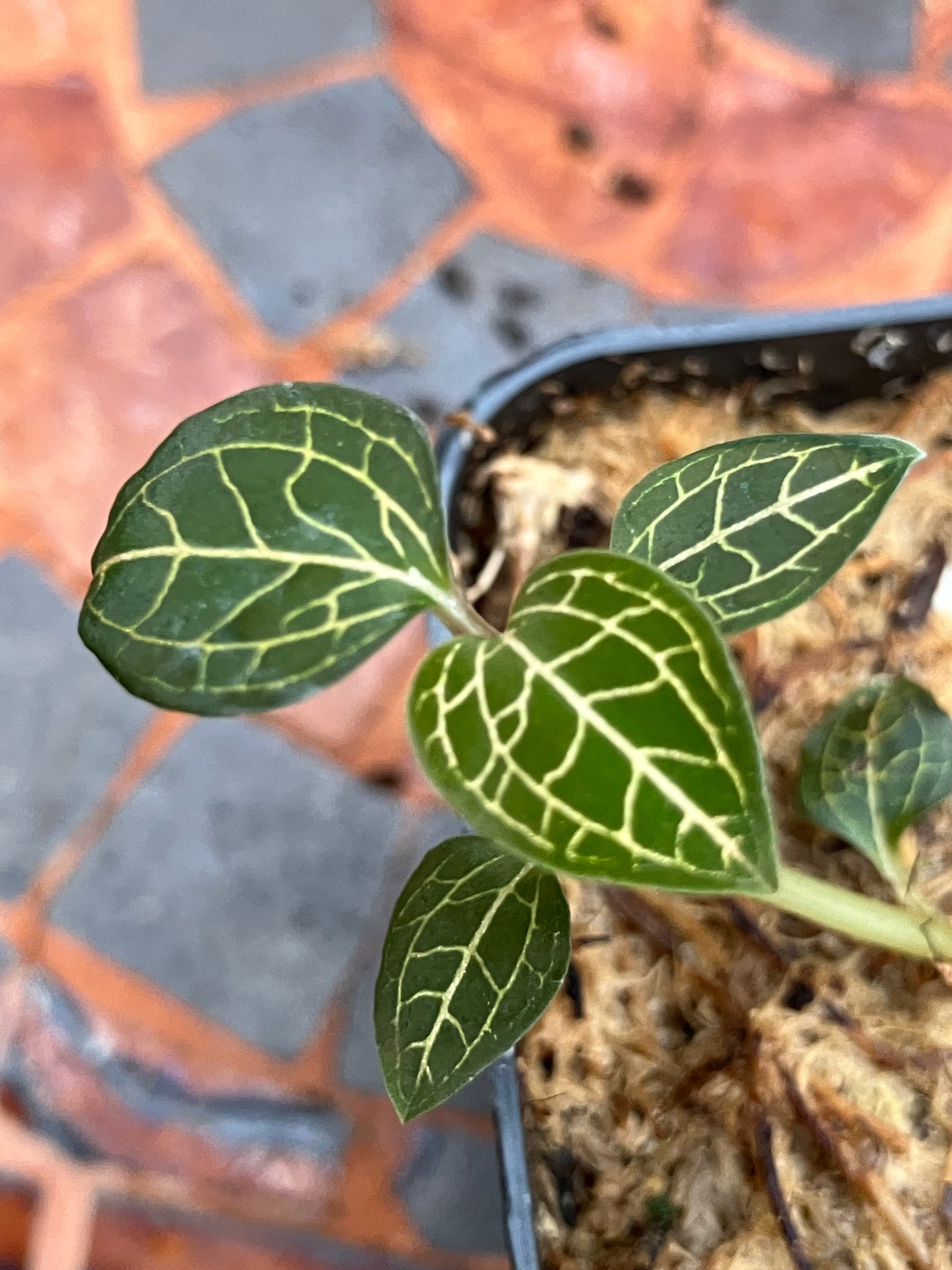 Anoectochilus Roxburghii x Anoectochilus cv ex Ukraine