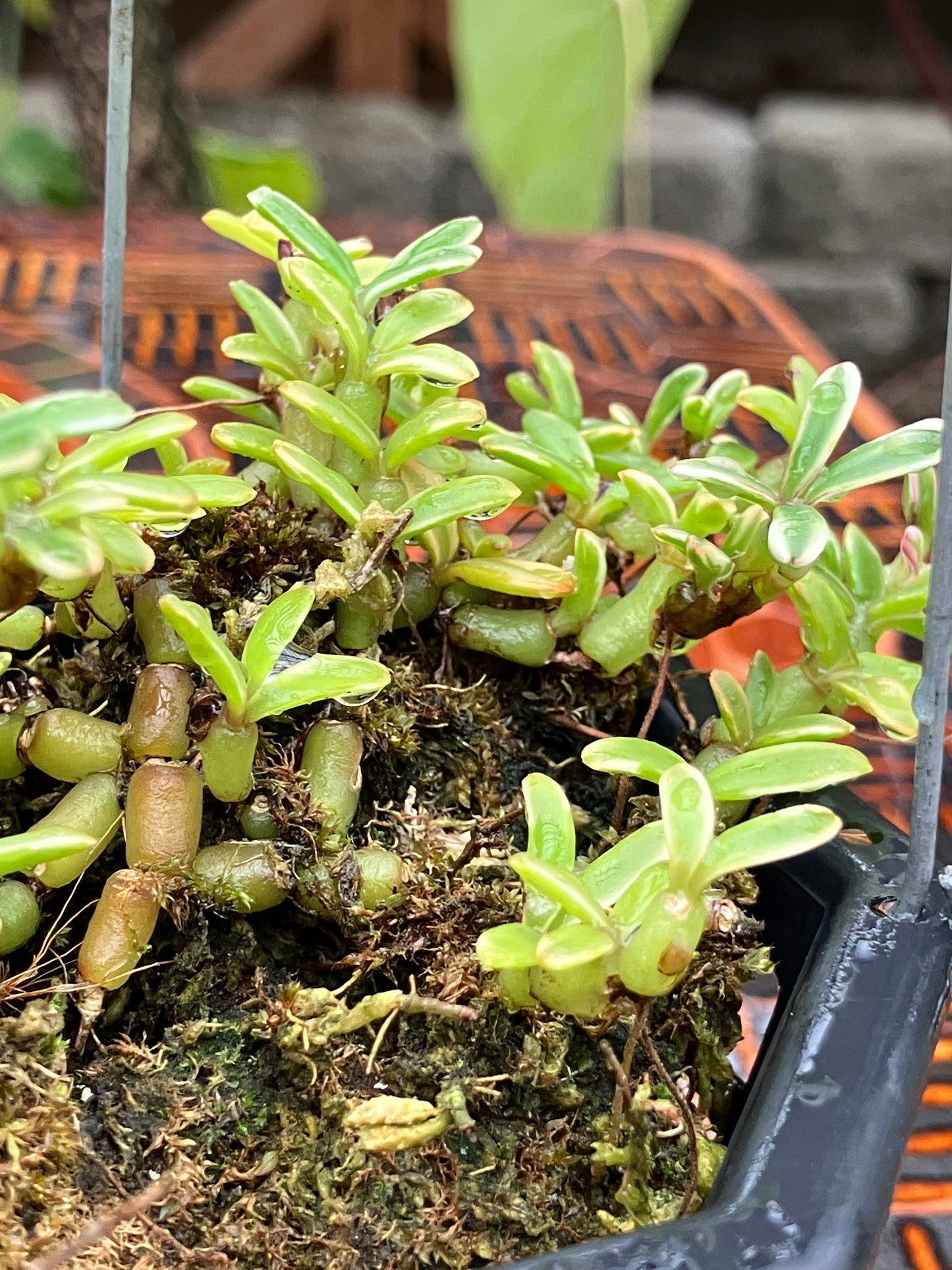 Mediocalcar Decoratum variegated