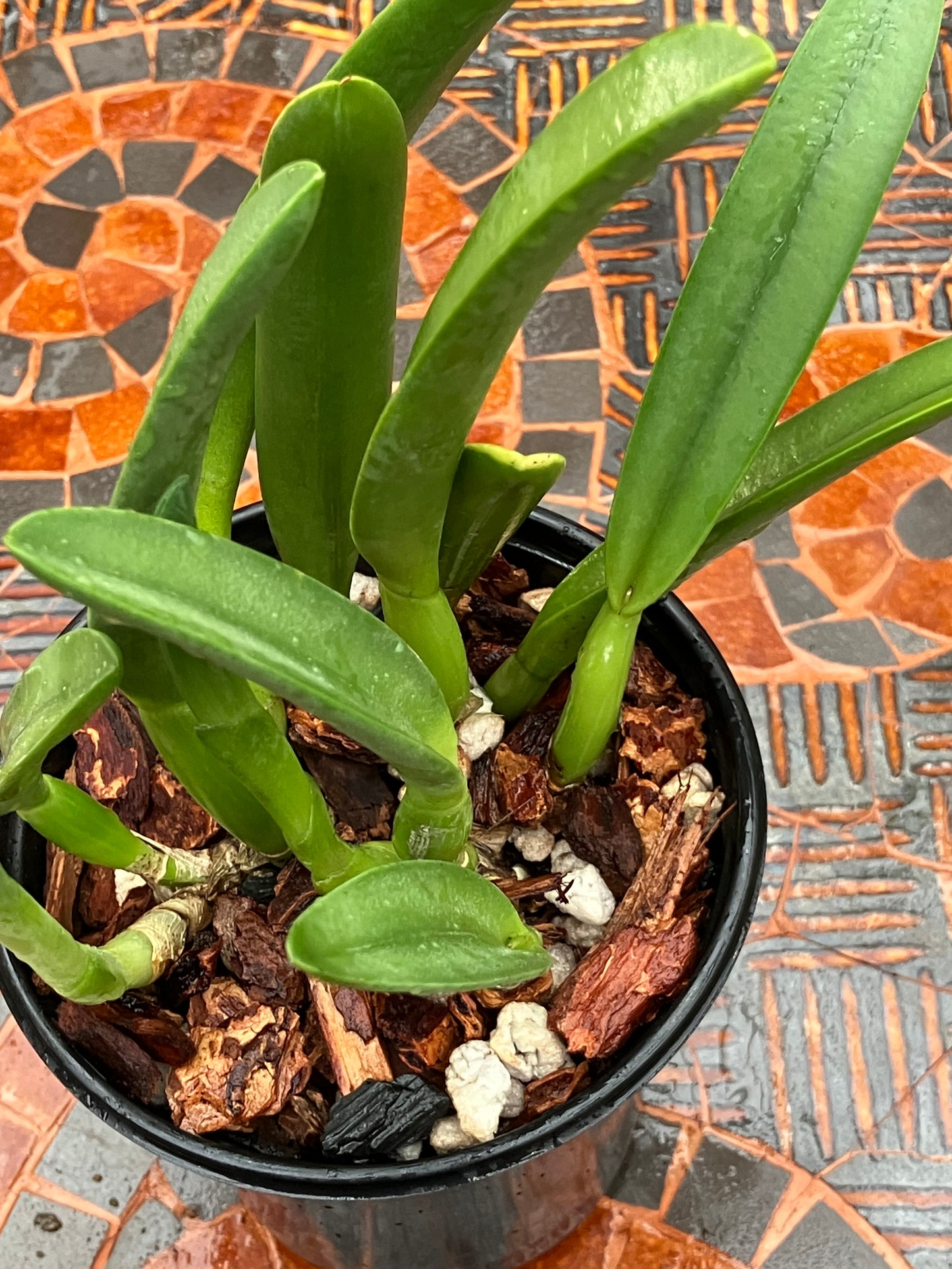 Rhyncholaelia Glauca