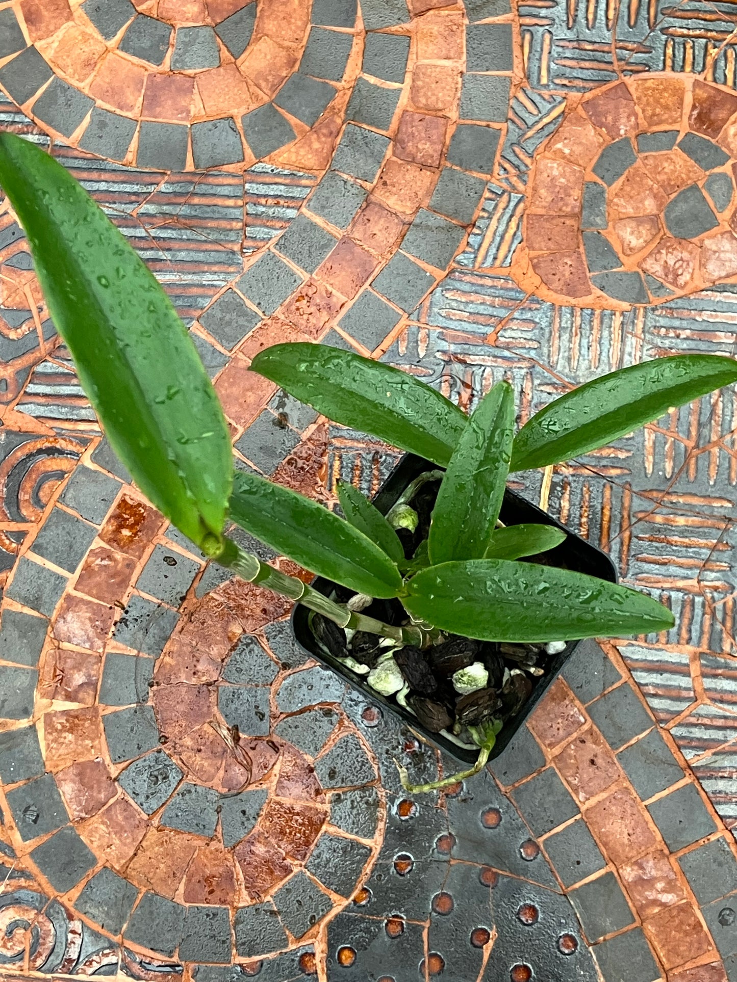 Cattleya Albescens x sib