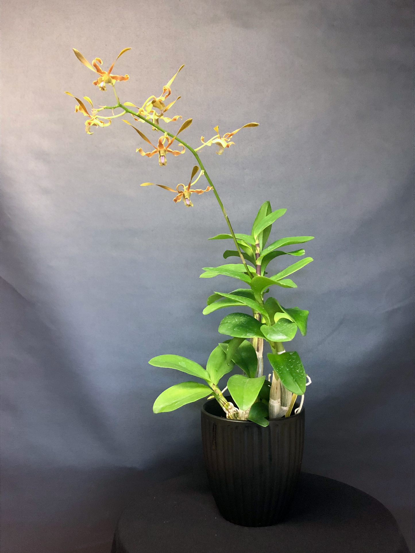 Den. Aminah khatum