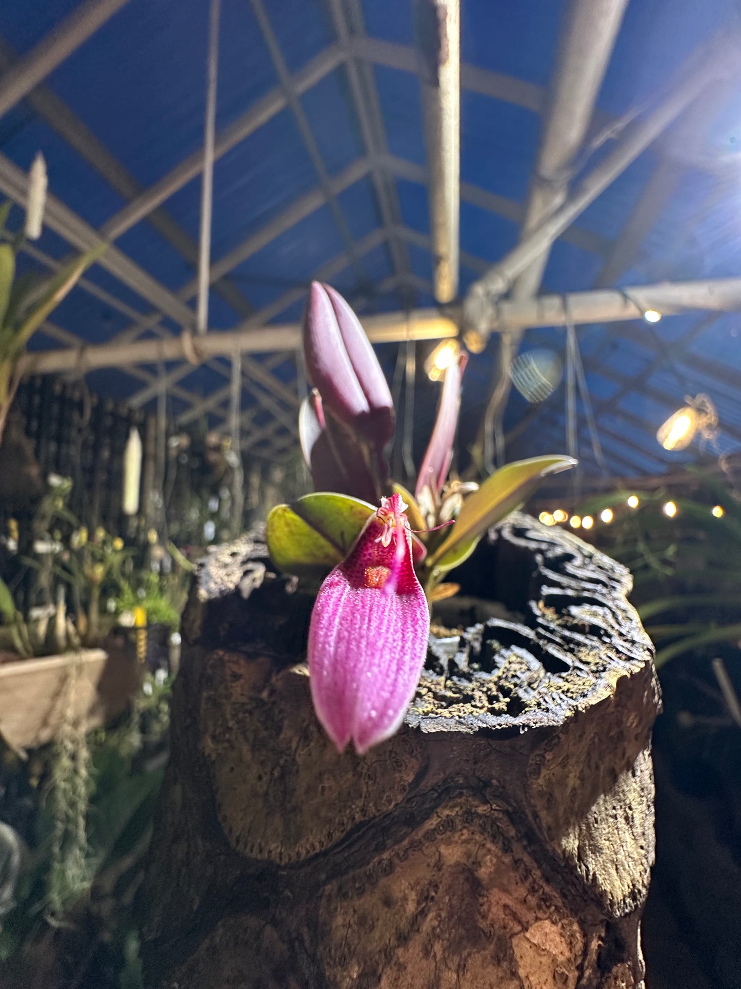 Restrepia elegans 'pink'