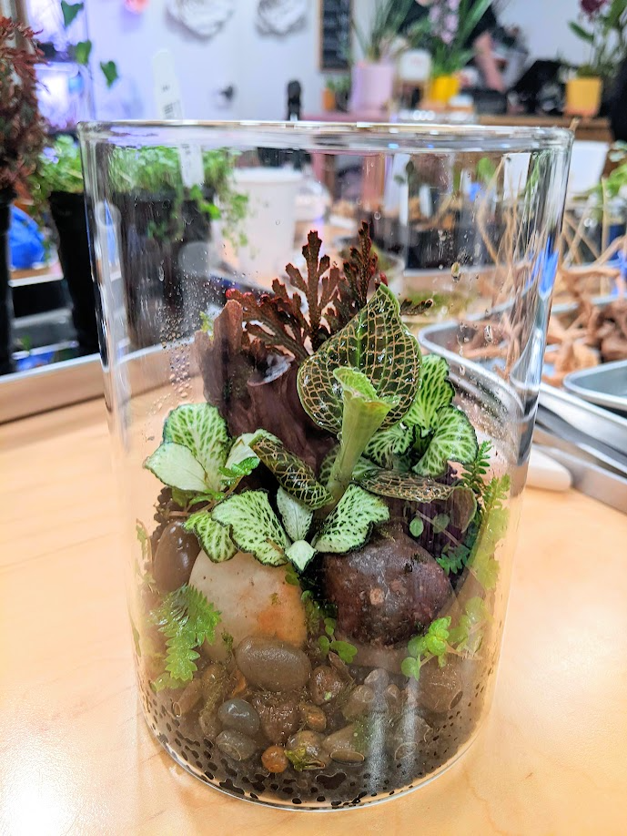 Jewel Orchid Terrarium Workshop Saturday June 13, (1:30 pm - 3:00 pm)