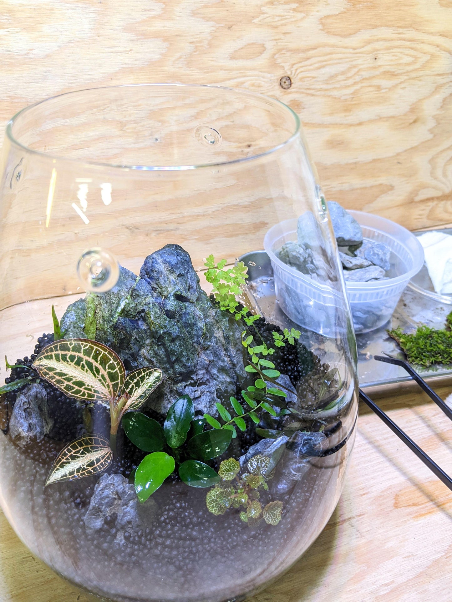 Premium Jewel Orchid Terrarium January 17th (2 pm)