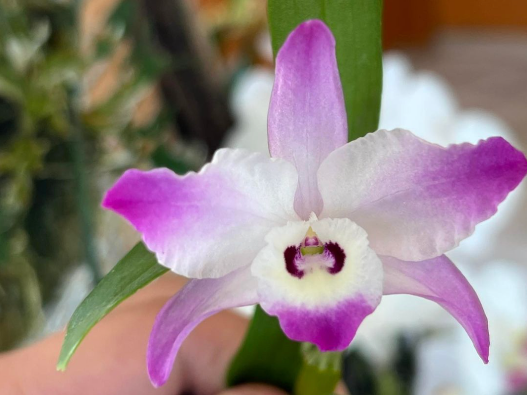 Dendrobium linawianum (mounted)