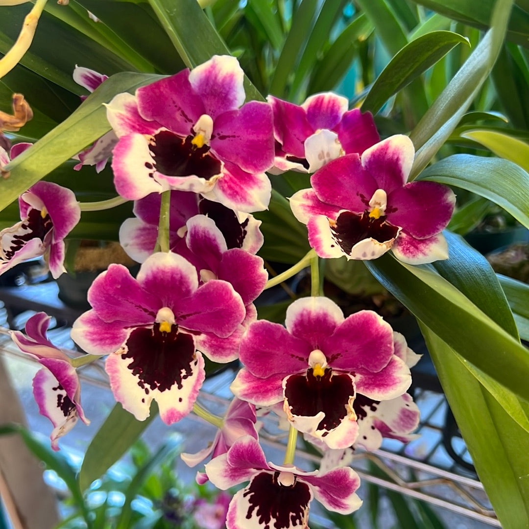 Miltoniopsis Assorted (grower’s choice)