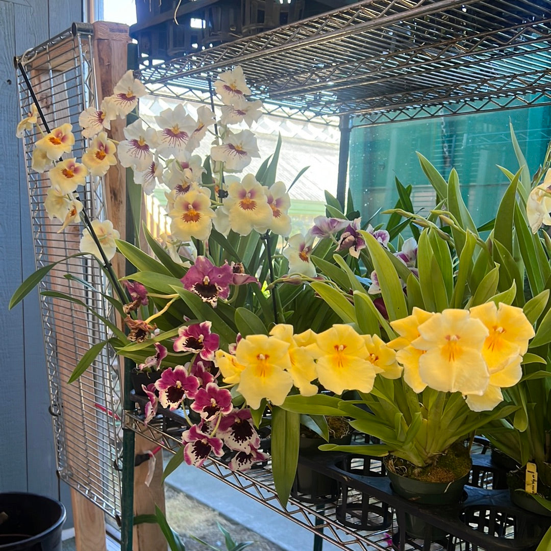 Miltoniopsis Assorted (grower’s choice)